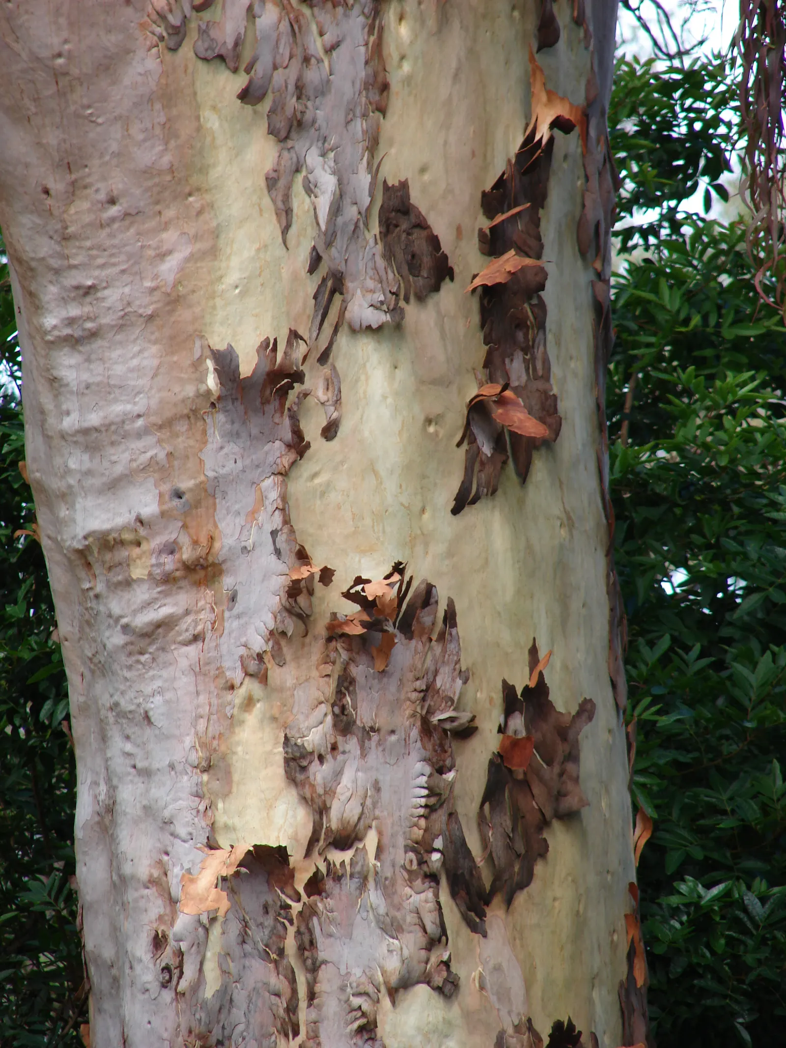 Lemon Scented Gum (Eucalyptus Citriodora) — yet they provide a vital nectar source for a variety of pollinators; tree for full or half