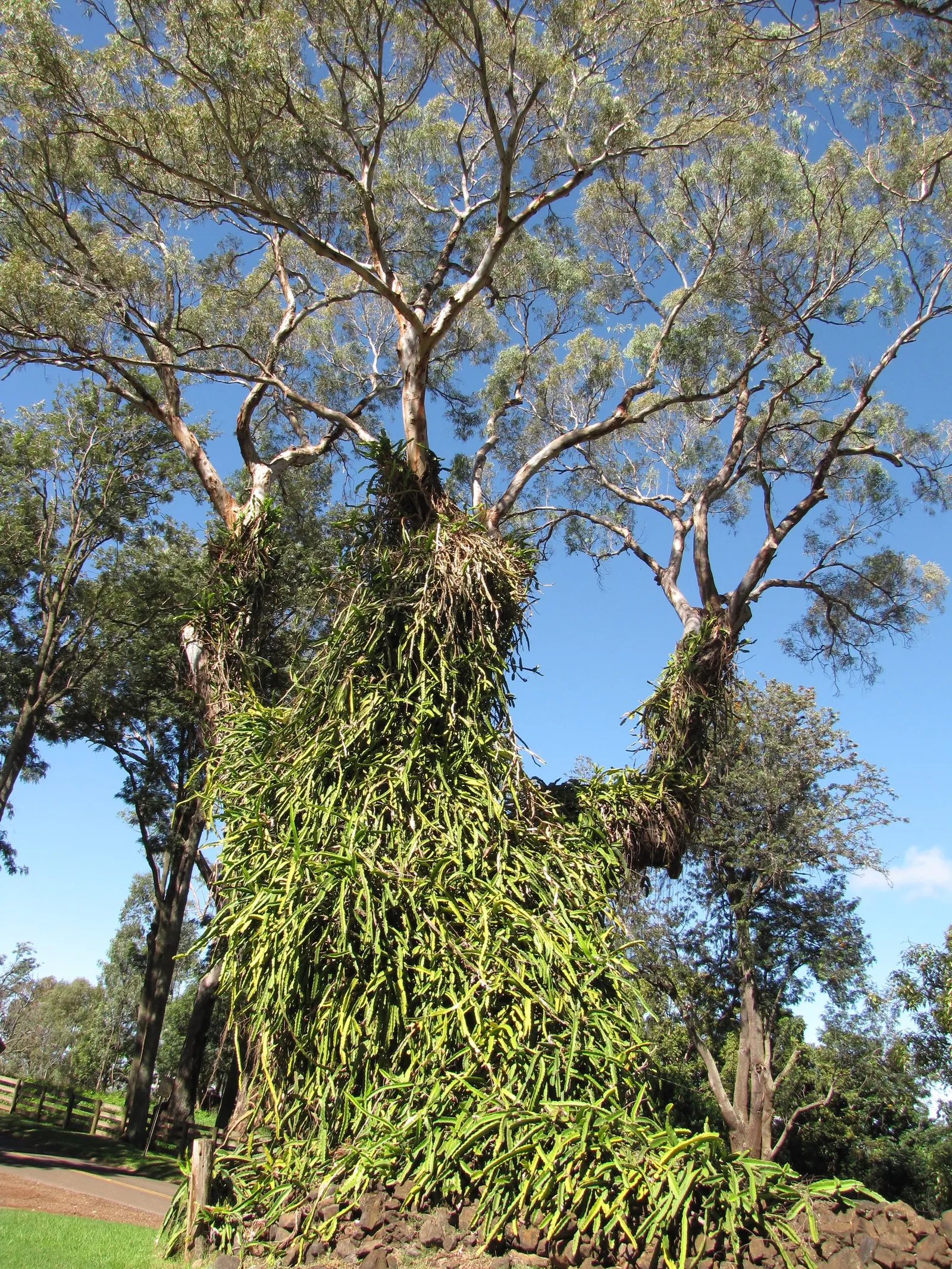 Lemon Scented Gum (Eucalyptus Citriodora) — is a stately evergreen tree native to Australia
