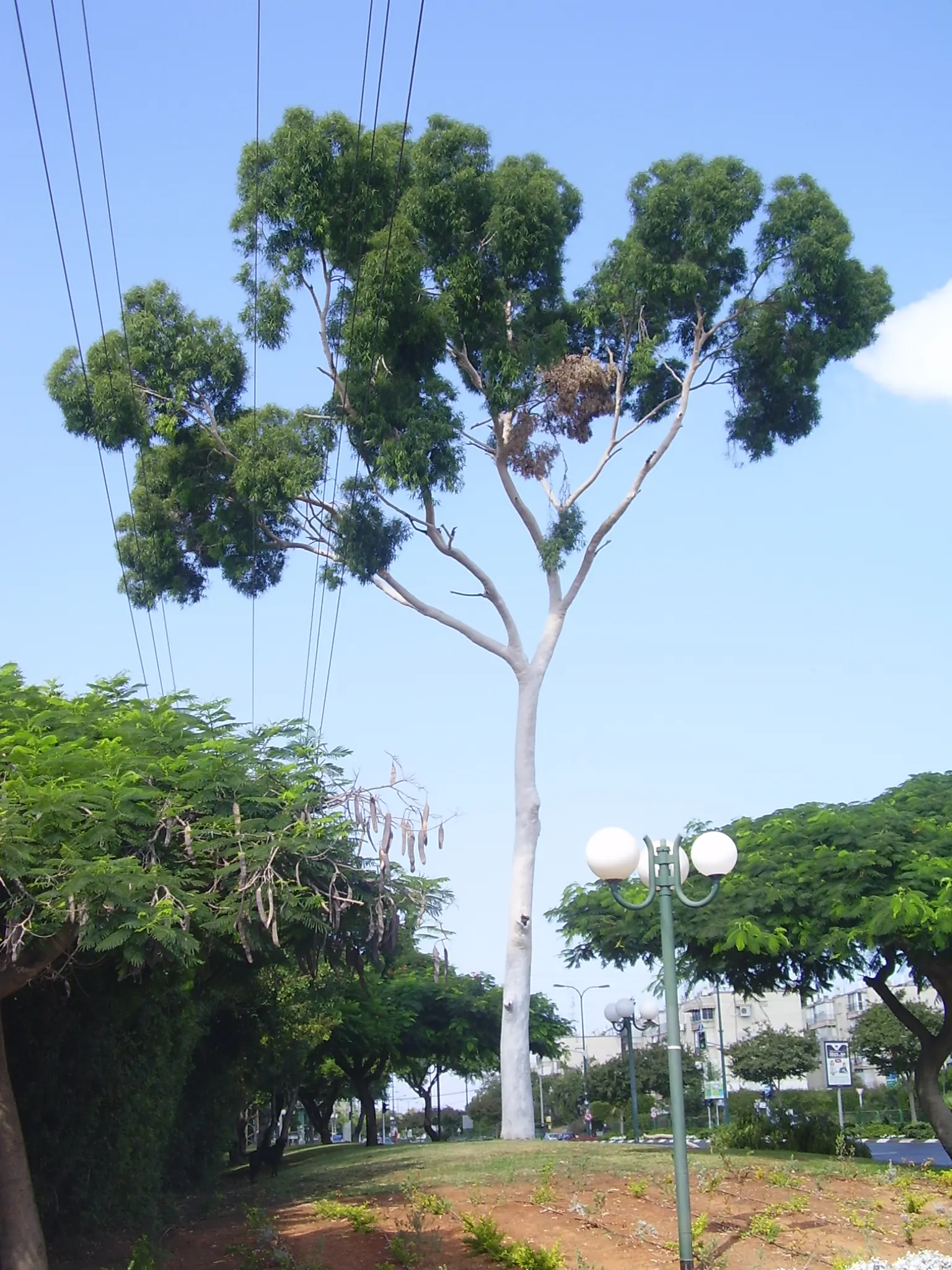 Lemon Scented Gum (Eucalyptus Citriodora) — lance-shaped foliage releases a refreshing citrus aroma when crushed