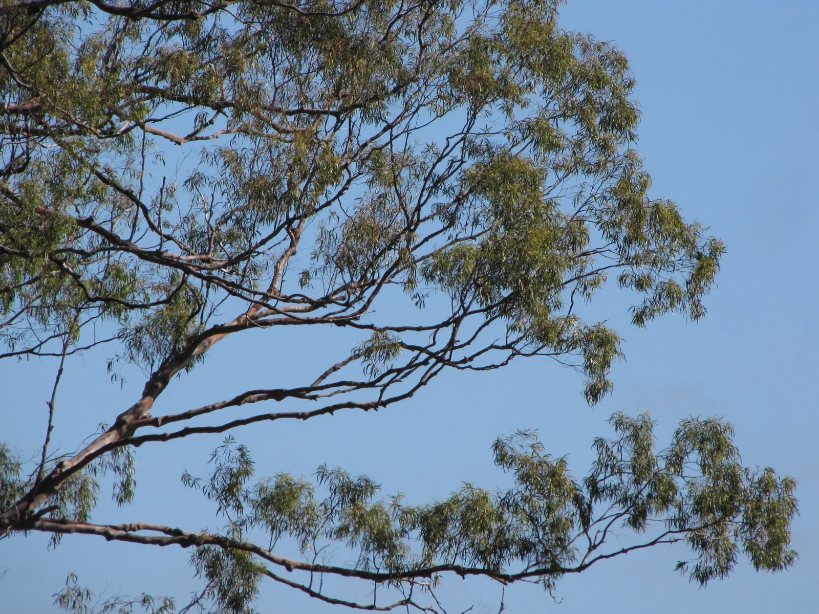 Lemon Scented Gum (Eucalyptus Citriodora) — scientifically known as Eucalyptus citriodora