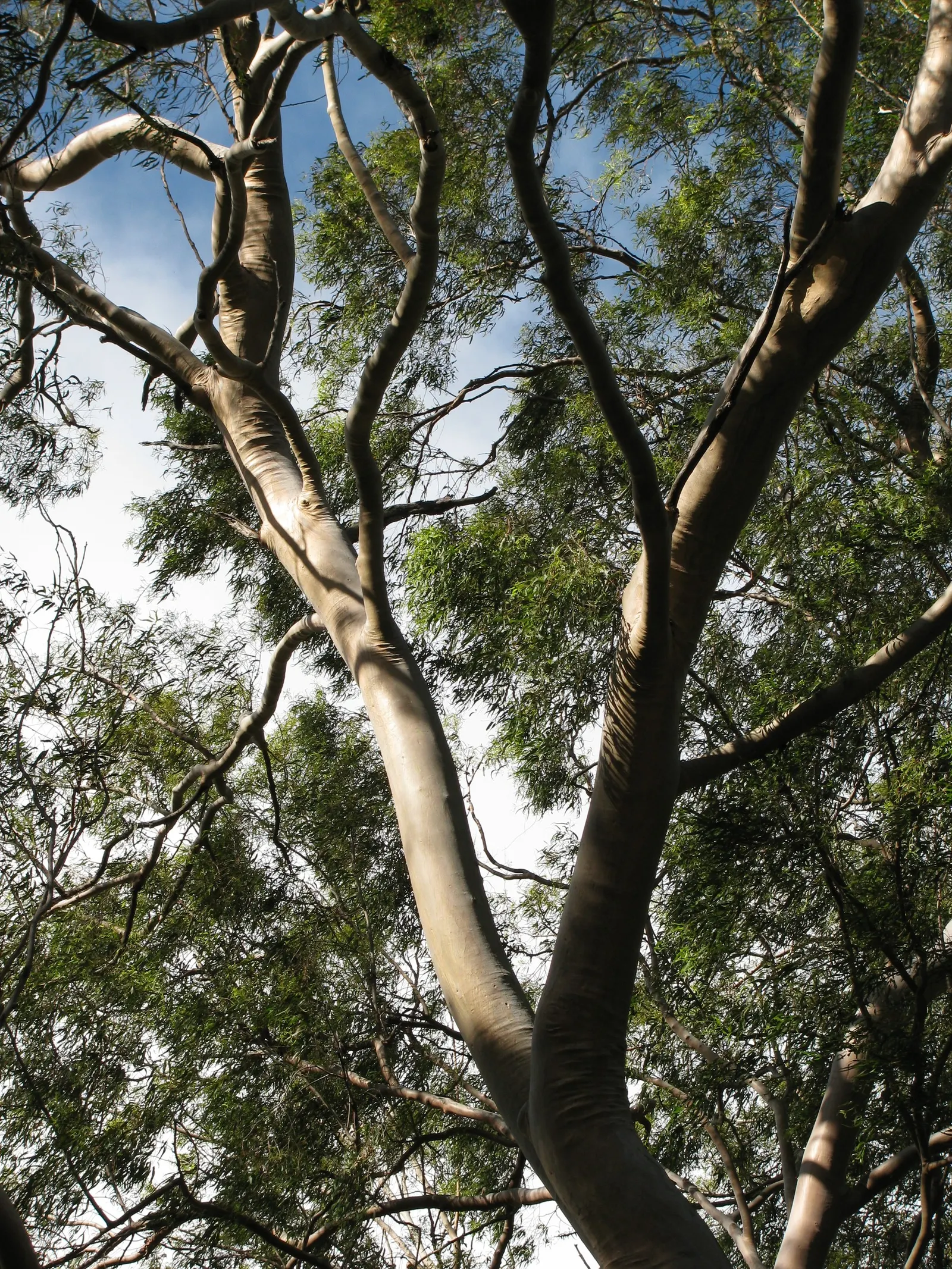 Lemon Scented Gum (Eucalyptus Citriodora) — tree for full or half; proving to be quite drought-tolerant once established