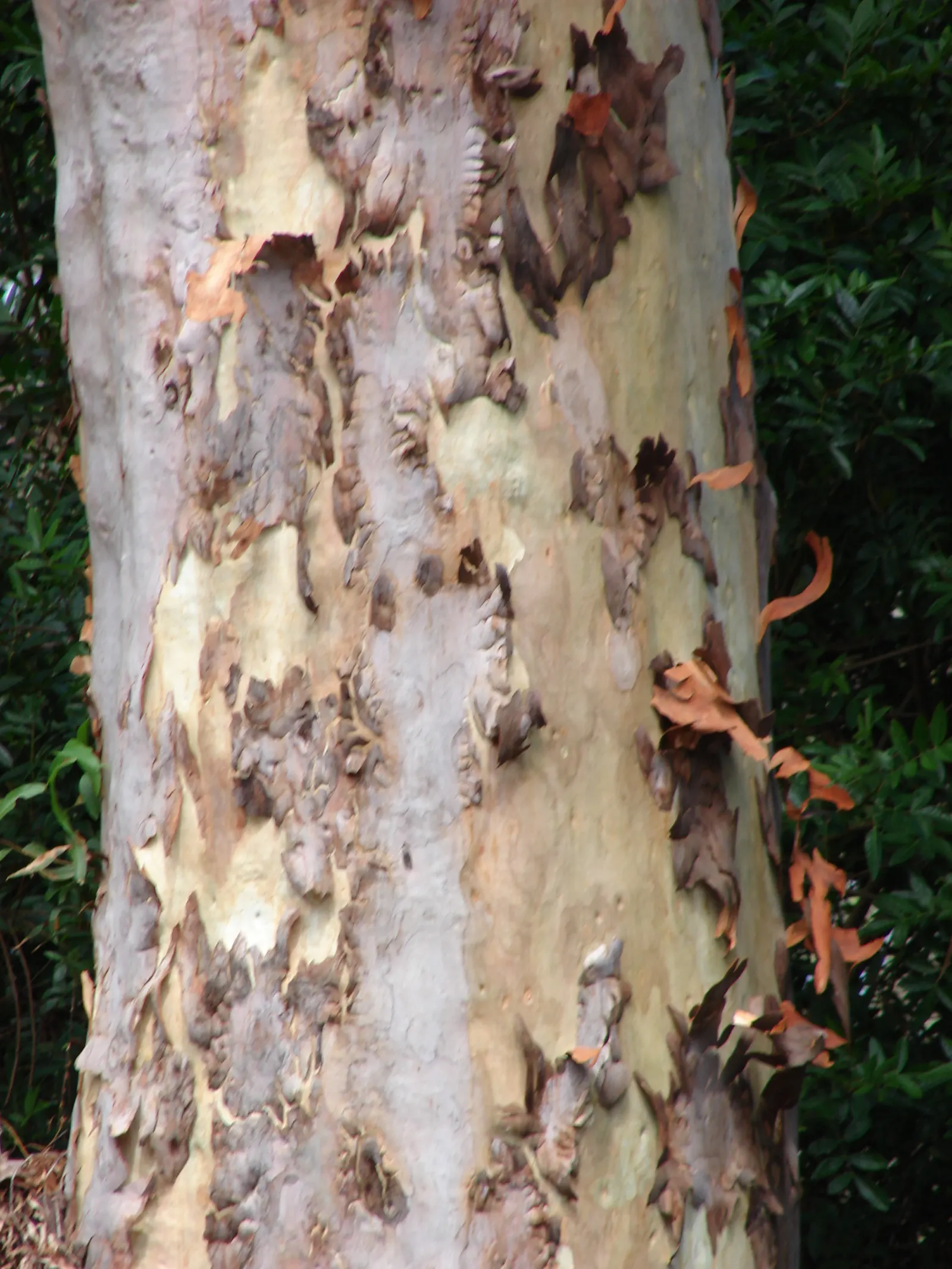 Lemon Scented Gum (Eucalyptus Citriodora) — Towering up to 130-160 feet, it requires full sun and well-drained soil; <br><br>As an elegant and, image 41