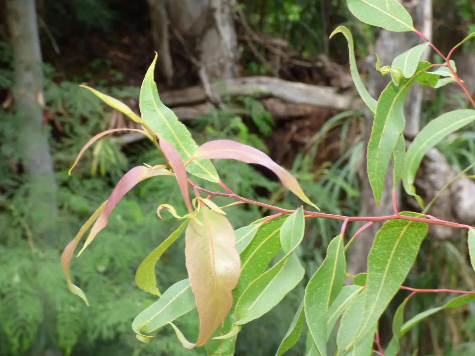 Lemon Scented Gum (Eucalyptus Citriodora) — Hardy in USDA Zones 9-11, it's also renowned for its essential oil