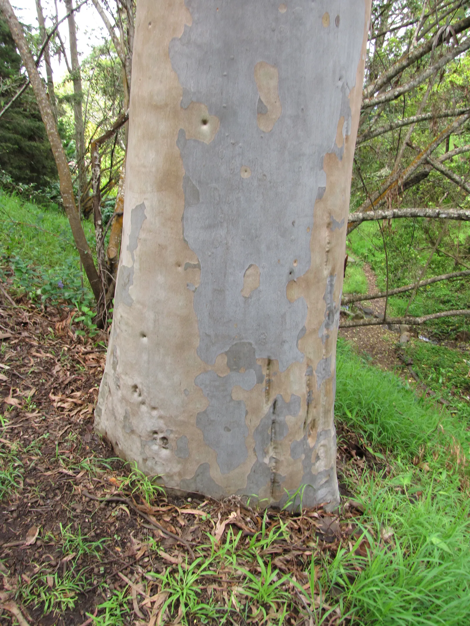Lemon Scented Gum (Eucalyptus Citriodora) — <br><br>Flowering in mid-summer; serving as an ideal accent or shade tree in spacious landscapes