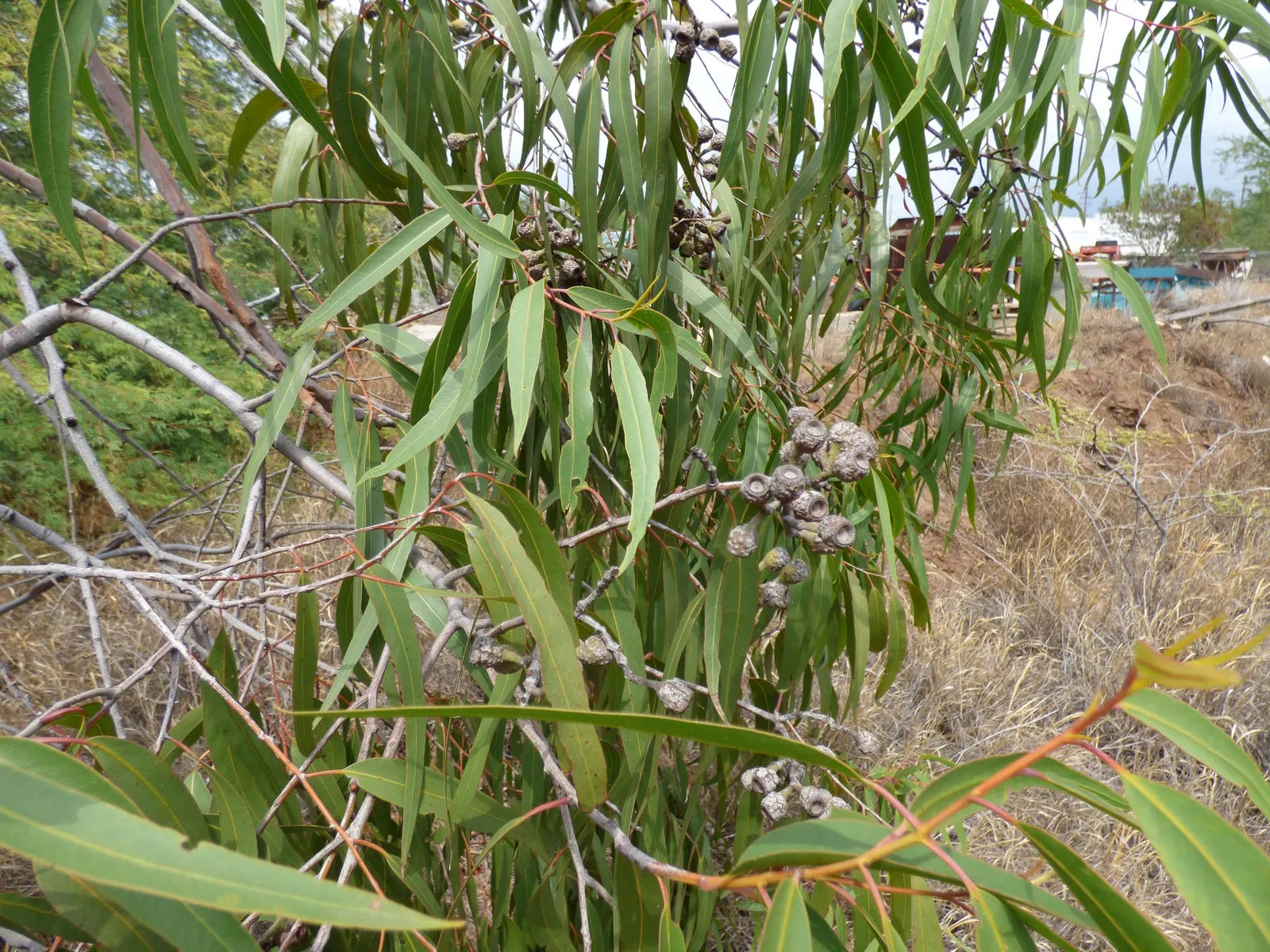 Lemon Scented Gum (Eucalyptus Citriodora) — This evergreen tree can reach impressive heights; this tree thrives in full sunlight and well-drained soil