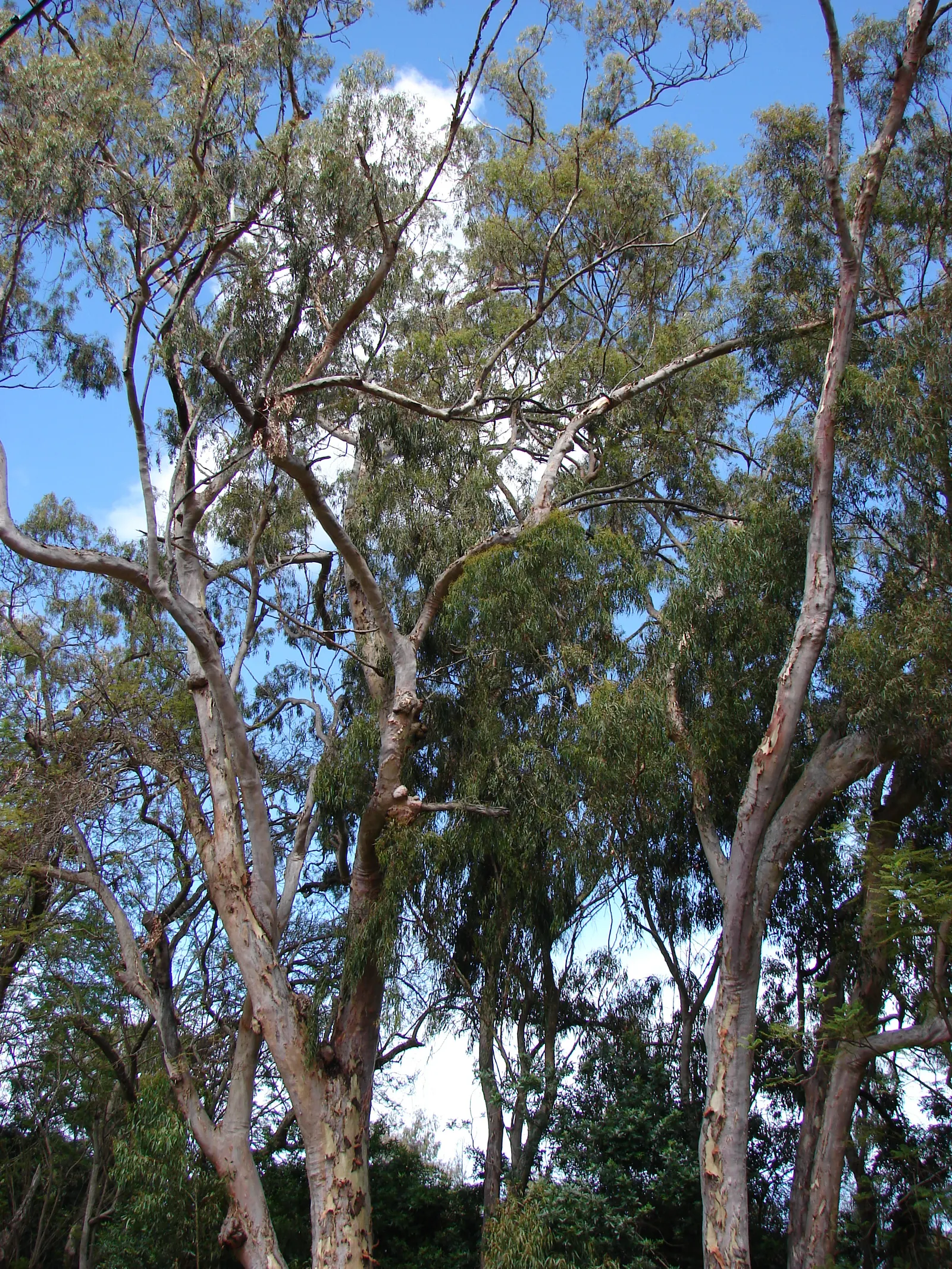 Lemon Scented Gum (Eucalyptus Citriodora) — <br><br>Flowering in mid-summer