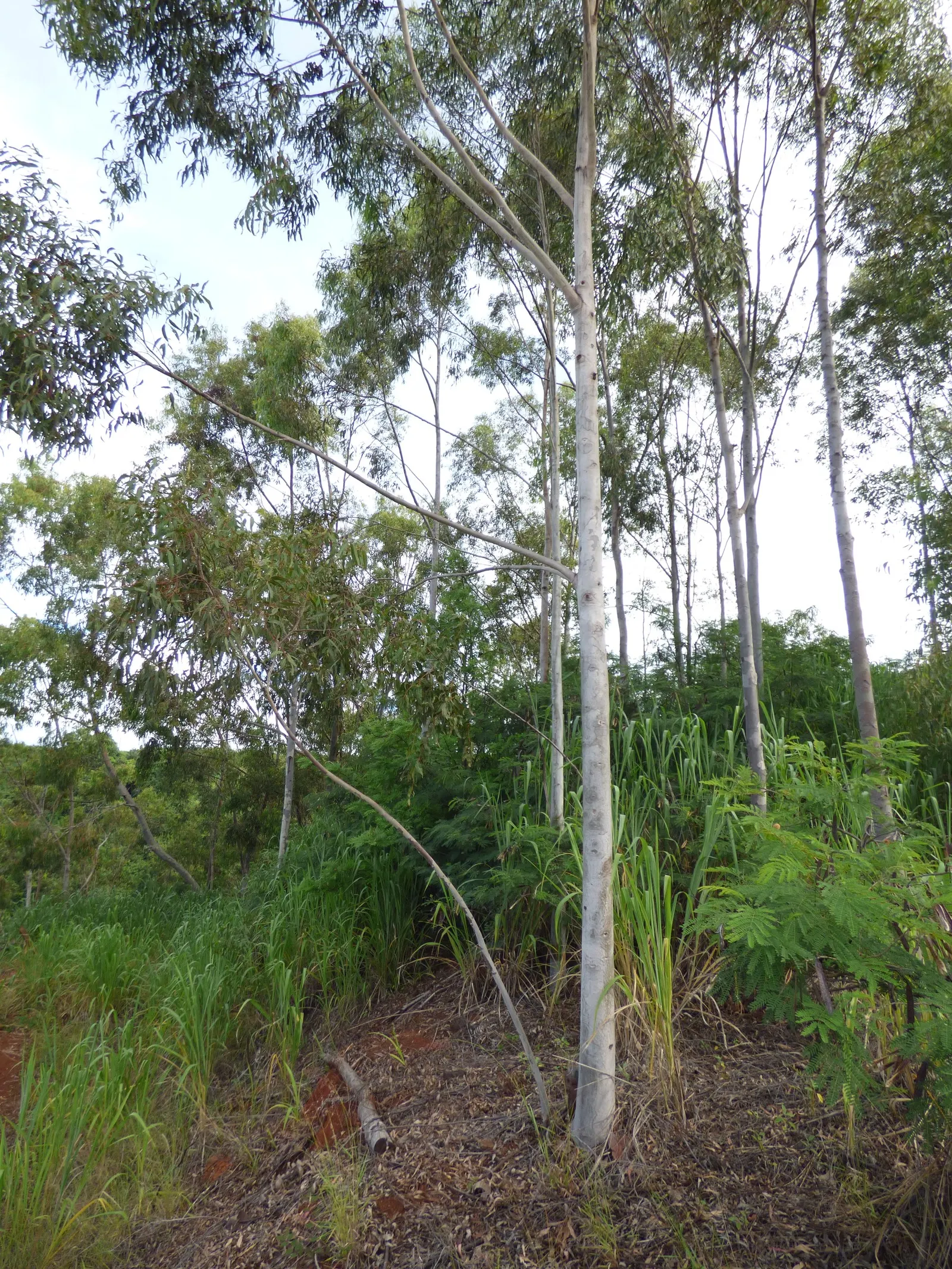 Lemon Scented Gum (Eucalyptus Citriodora) — an important trait for landscape sustainability; pale bark and lemon-scented leaves