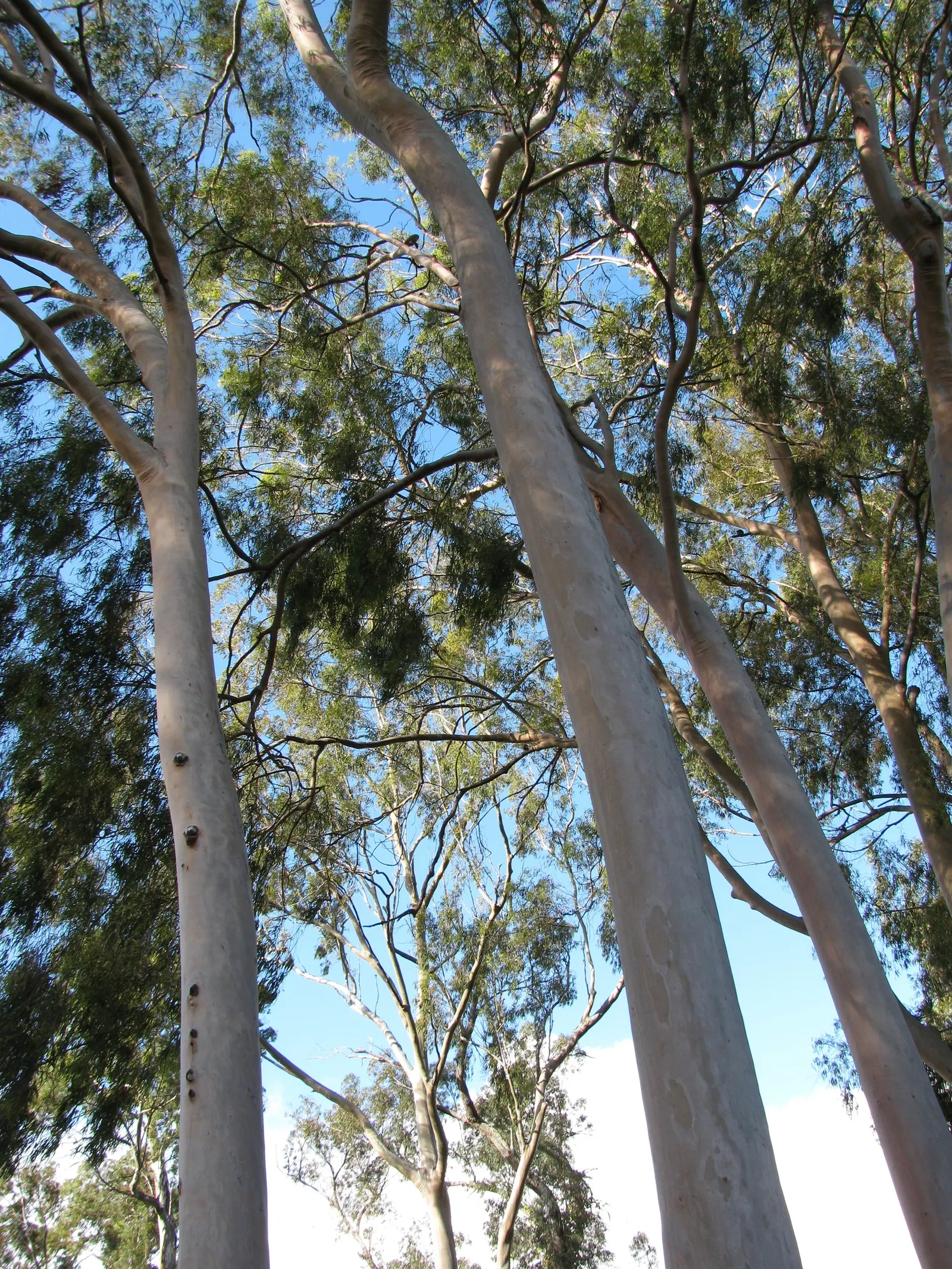 Lemon Scented Gum (Eucalyptus Citriodora) — typically soaring to between 75 and 100 feet tall with a canopy spread of 50 to 70 feet when fully, image 28