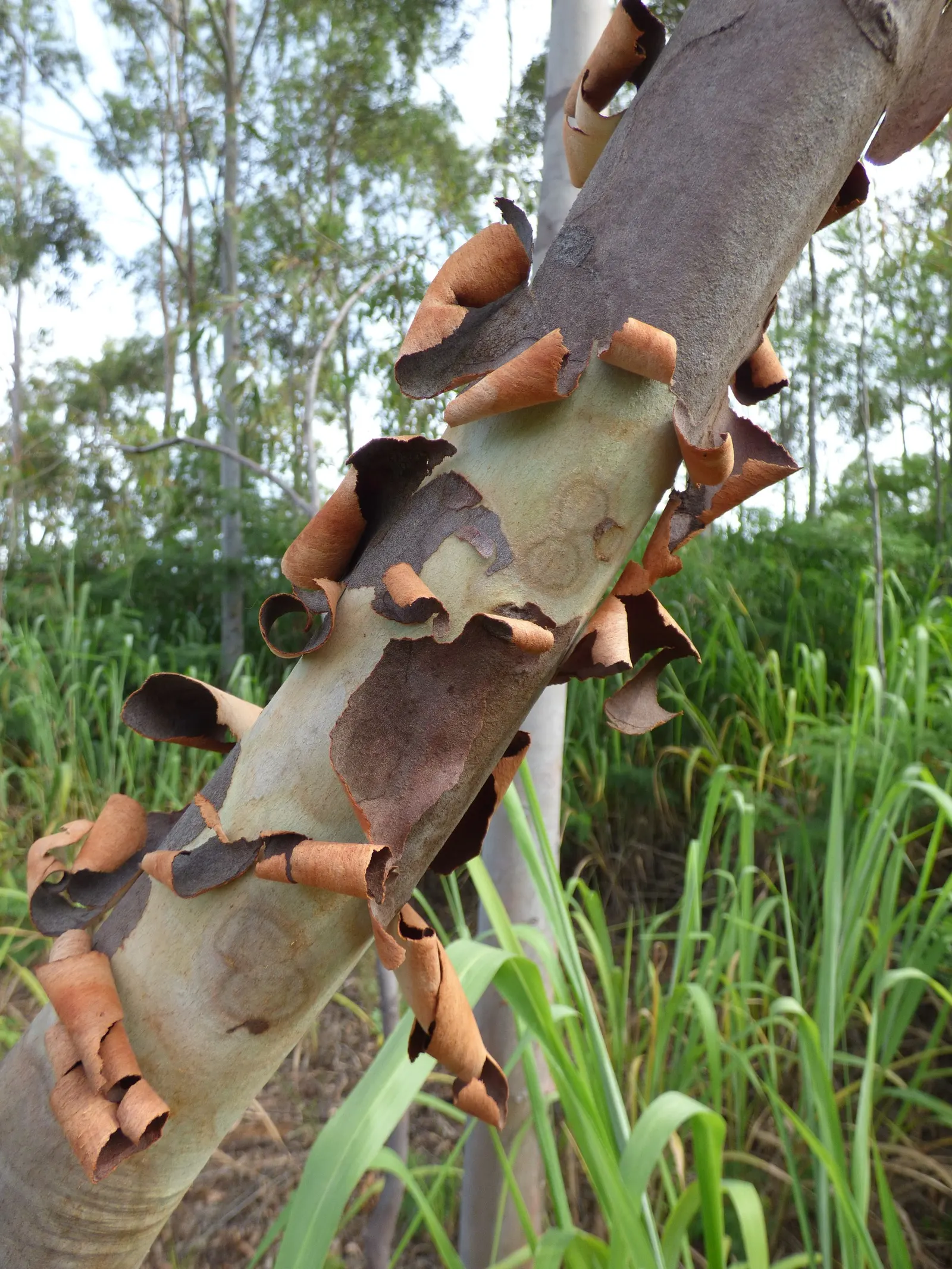 Lemon Scented Gum (Eucalyptus Citriodora) — the blooms may be less conspicuous than other ornamentals