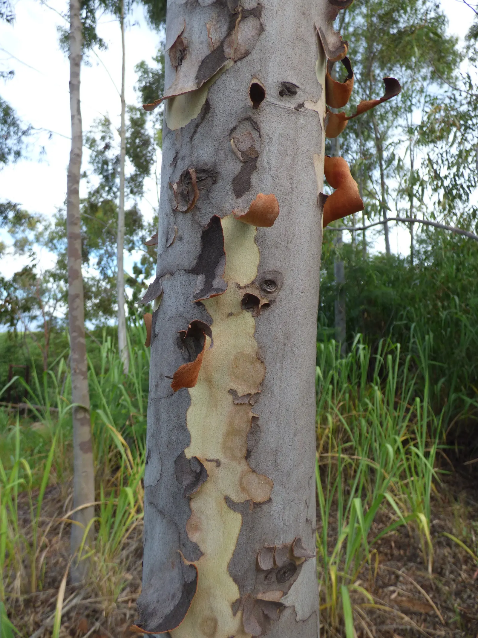 Lemon Scented Gum (Eucalyptus Citriodora) — Hardy in USDA Zones 9-11, it's also renowned for its essential oil; is a stately evergreen tree native to Australia
