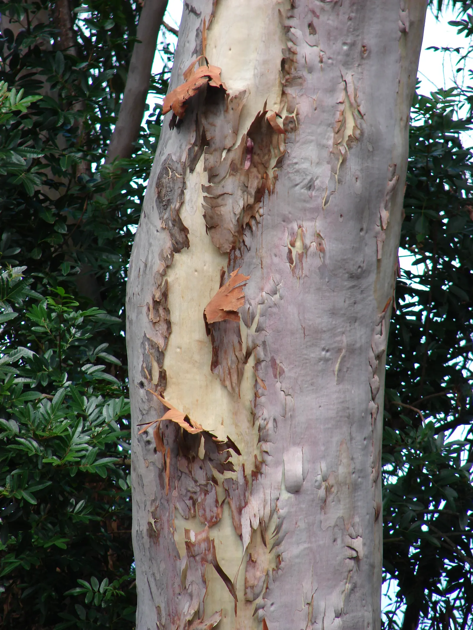Lemon Scented Gum (Eucalyptus Citriodora) — pale bark and lemon-scented leaves; white to pinkish surface beneath, image 40