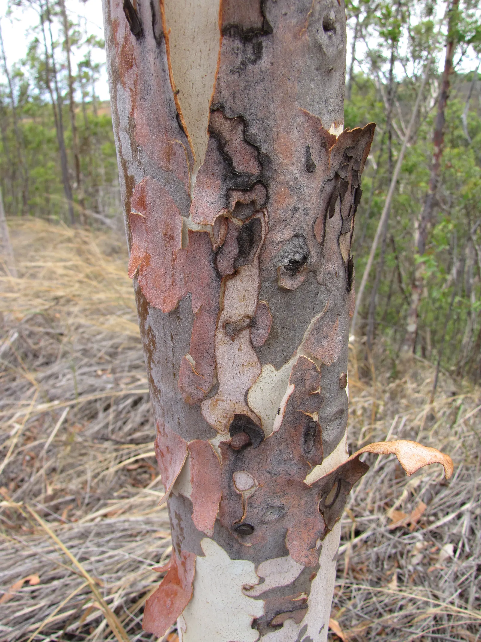 Lemon Scented Gum (Eucalyptus Citriodora) — serving as an ideal accent or shade tree in spacious landscapes