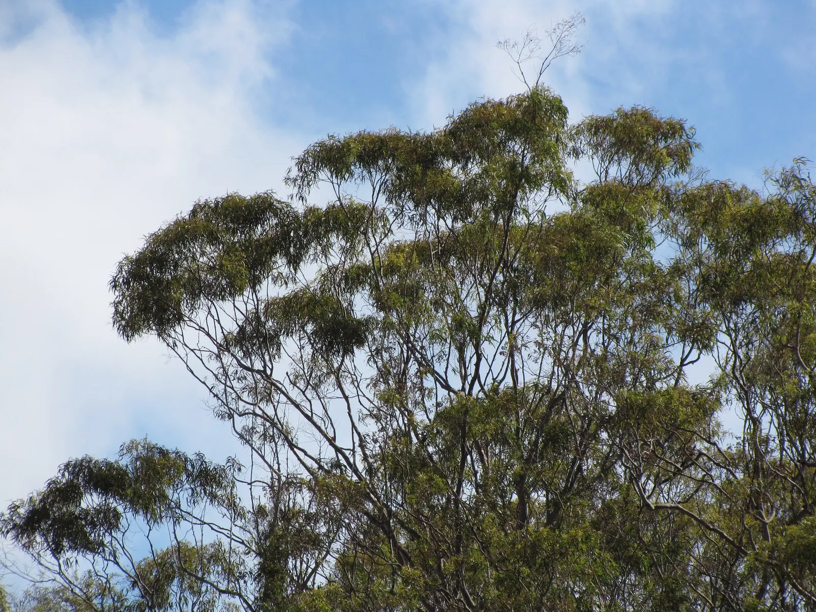 Lemon Scented Gum (Eucalyptus Citriodora) — Towering up to 130-160 feet, it requires full sun and well-drained soil