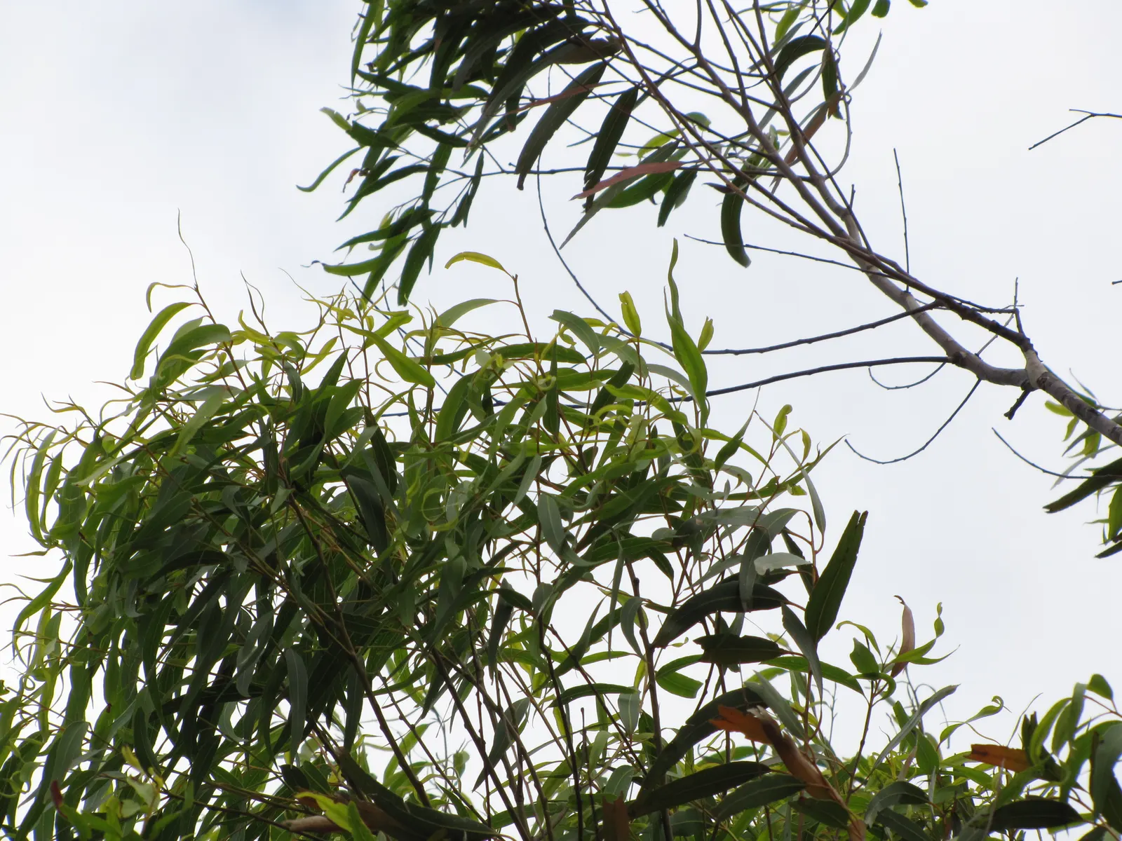 Lemon Scented Gum (Eucalyptus Citriodora) — white to pinkish surface beneath