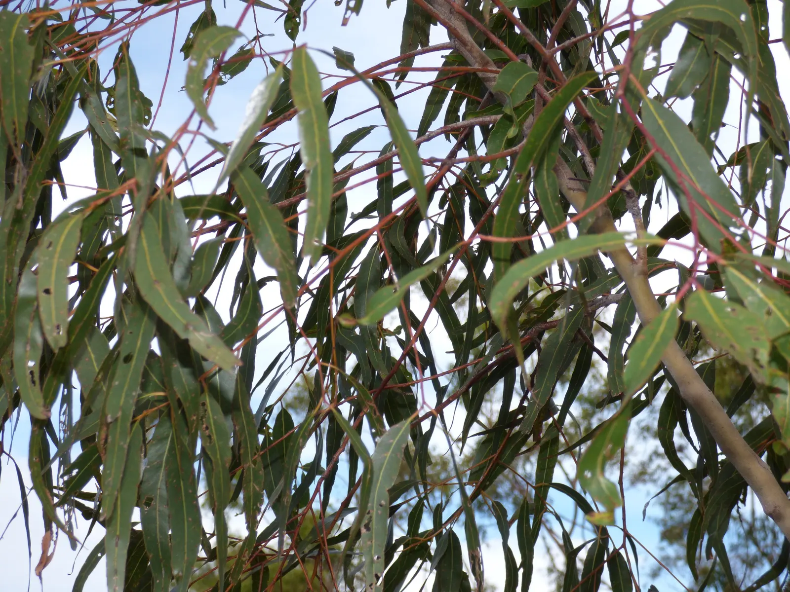 Lemon Scented Gum (Eucalyptus Citriodora) — scientifically known as Eucalyptus citriodora; this evergreen tree can reach impressive heights