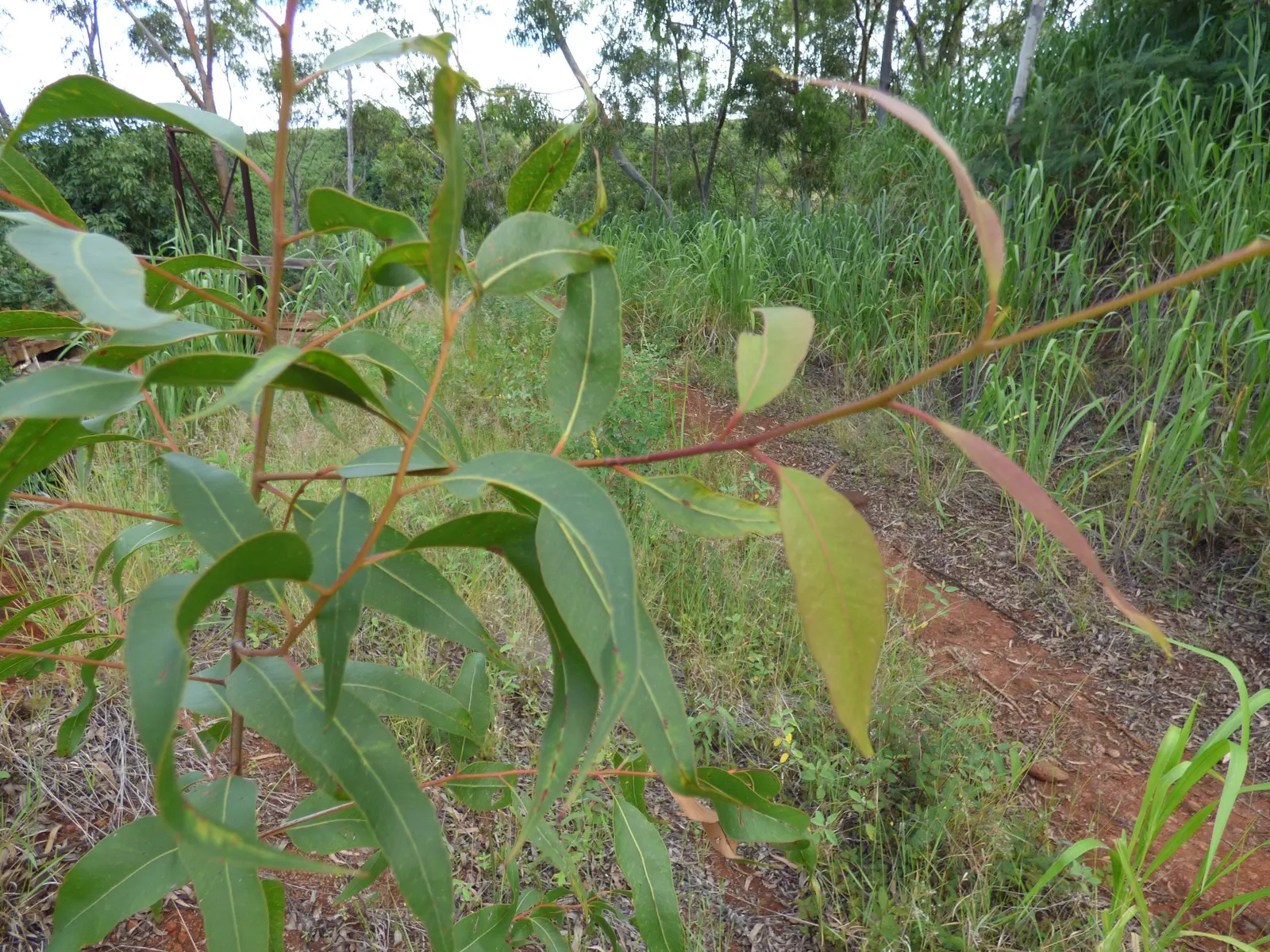 Lemon Scented Gum (Eucalyptus Citriodora) — typically soaring to between 75 and 100 feet tall with a canopy spread of 50 to 70 feet when fully matured