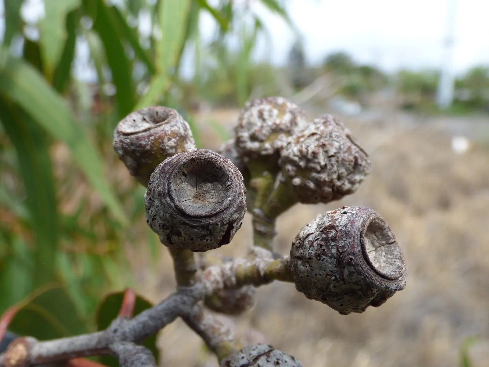 Lemon Scented Gum (Eucalyptus Citriodora) — proving to be quite drought-tolerant once established; yet they provide a vital nectar source for a variety of