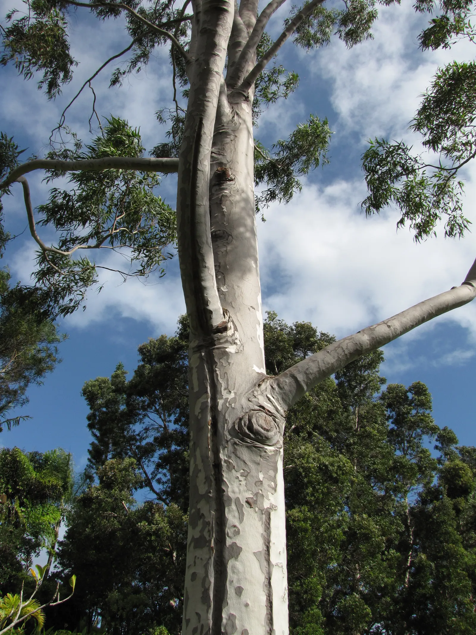 Lemon Scented Gum (Eucalyptus Citriodora) — white to pinkish surface beneath; an important trait for landscape sustainability