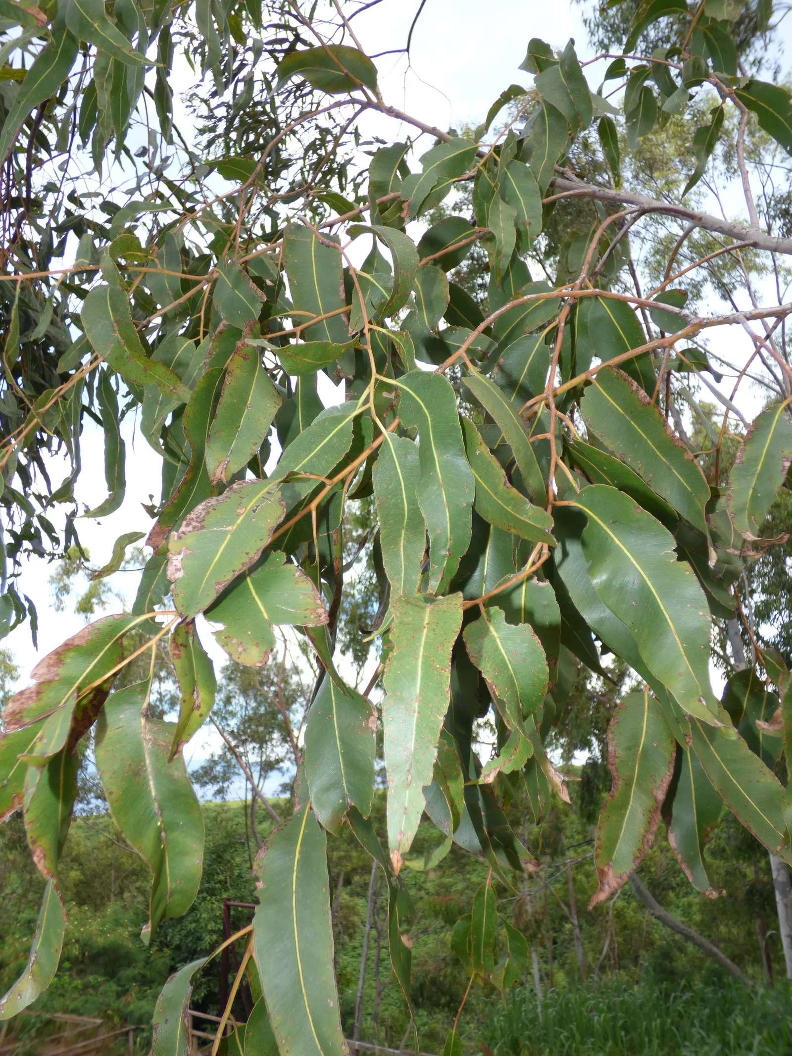 Lemon Scented Gum (Eucalyptus Citriodora) — This evergreen tree can reach impressive heights