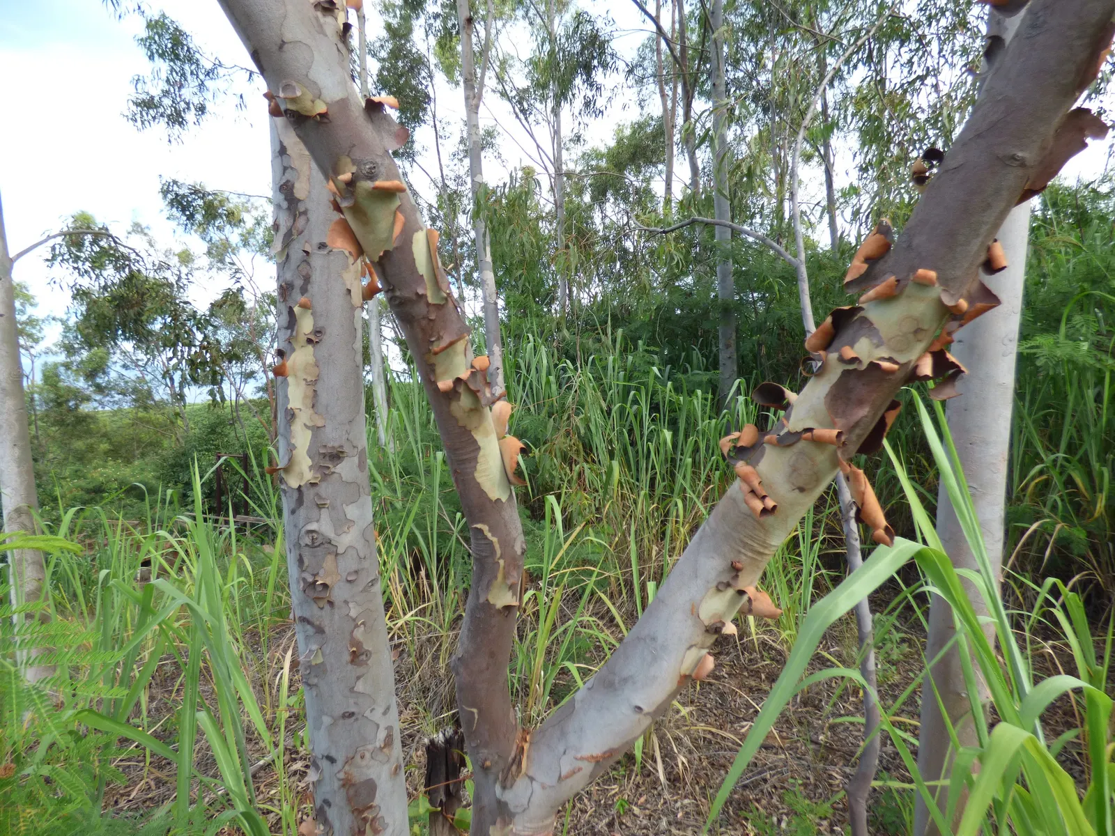 Lemon Scented Gum (Eucalyptus Citriodora) — release essential oils that are both pleasing to the senses and a natural mosquito repellent