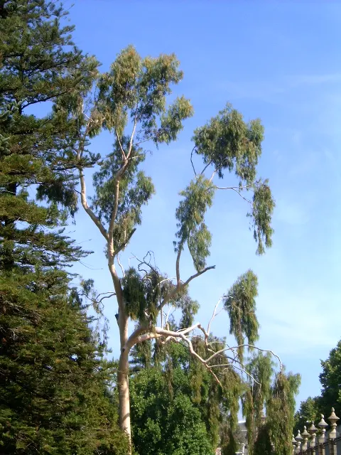 Lemon Scented Gum (Eucalyptus Citriodora) — typically soaring to between 75 and 100 feet tall with a canopy spread of 50 to 70 feet when fully, image 47