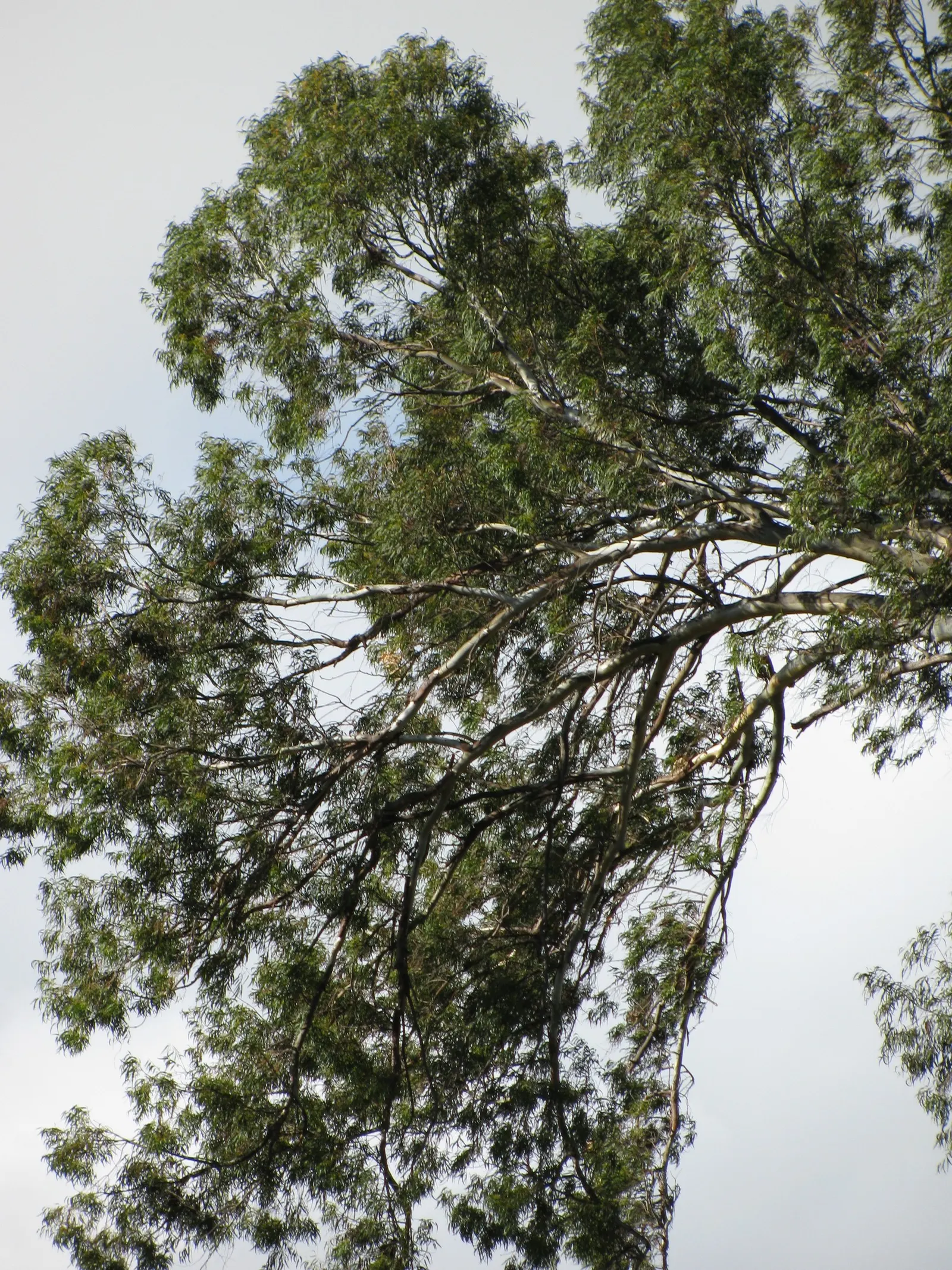 Lemon Scented Gum (Eucalyptus Citriodora) — is a stately evergreen tree native to Australia; lance-shaped foliage releases a refreshing citrus, image 39