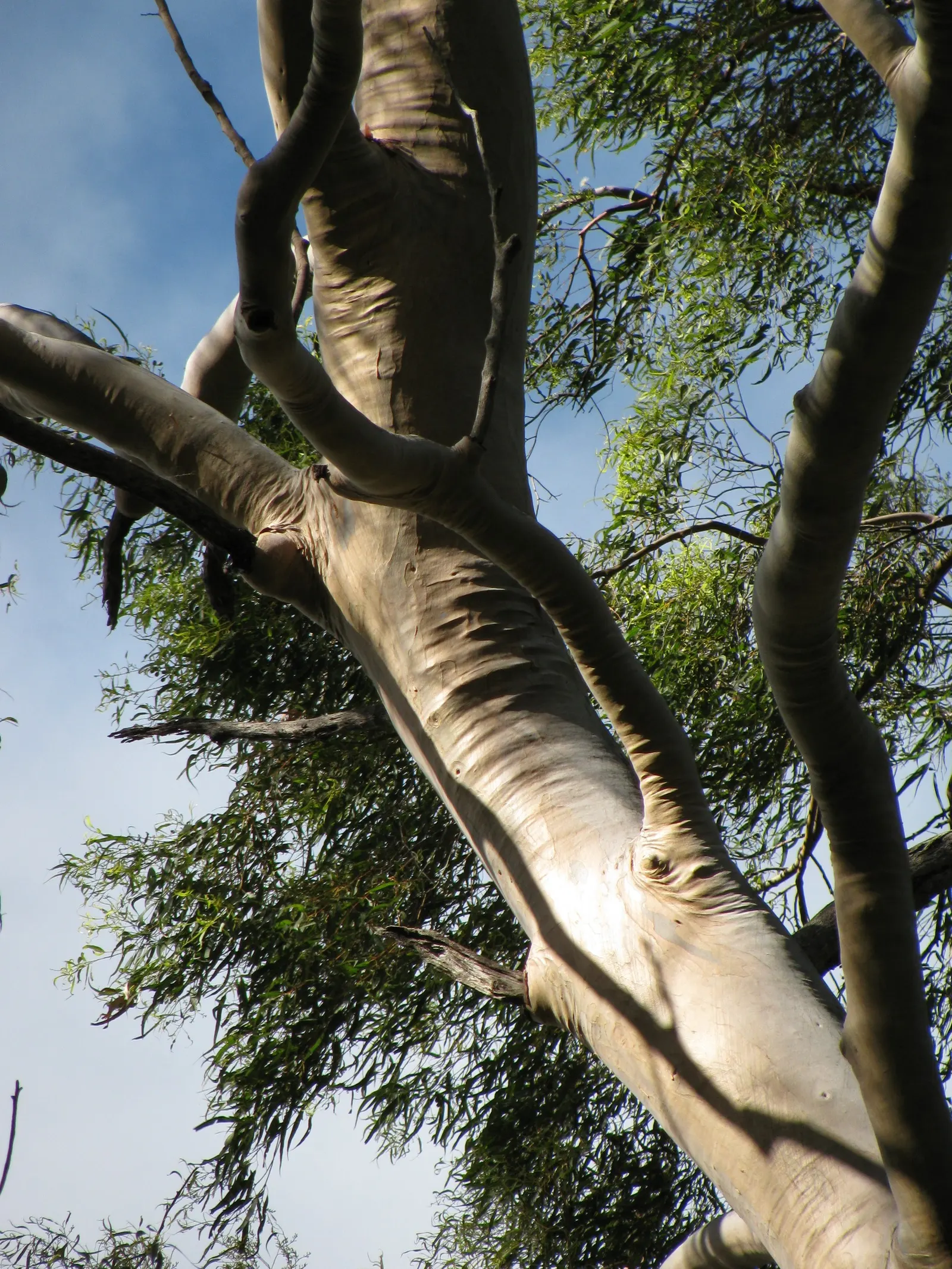 Lemon Scented Gum (Eucalyptus Citriodora) — the blooms may be less conspicuous than other ornamentals; <br><br>Flowering in mid-summer