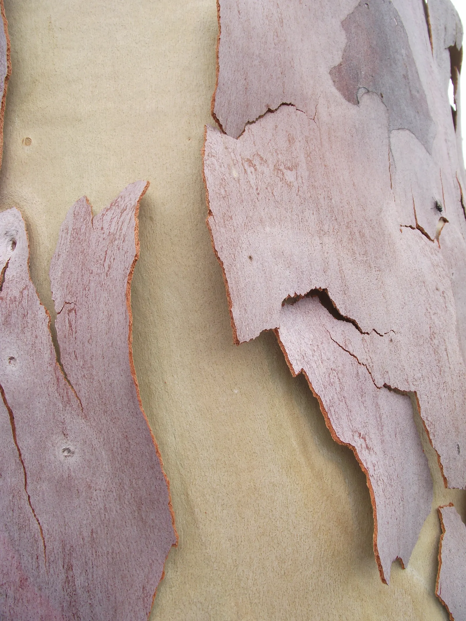Lemon Scented Gum (Eucalyptus Citriodora) — pale bark and lemon-scented leaves