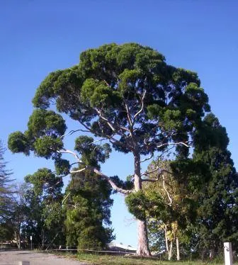 Lemon Scented Gum (Eucalyptus Citriodora) — release essential oils that are both pleasing to the senses and a natural mosquito repellent, image 29