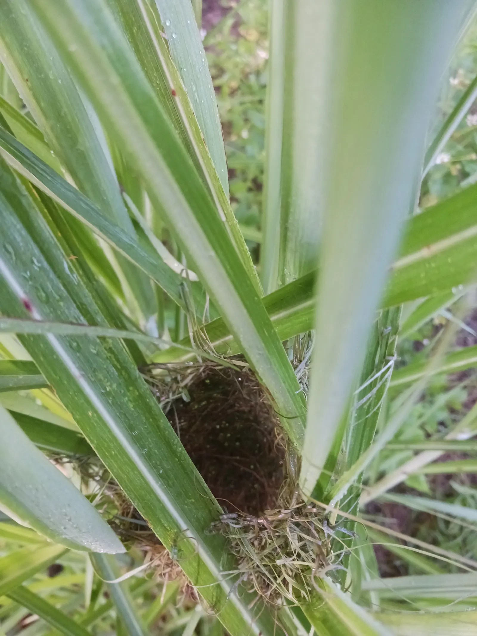 Giant Chinese Miscanthus (Miscanthus Hybridus 'Sentinel') — Giant Chinese Miscanthus 'Sentinel' is a stately ornamental grass that brings vertical accents to