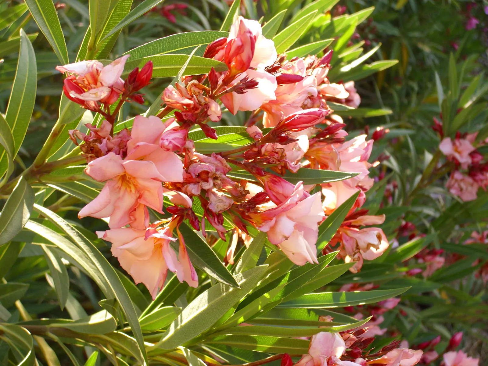 Oleander Mrs. Roeding (Nerium Oleander 'Mrs. Roeding') — Roeding' is a hardy, evergreen shrub renowned for its profuse, pink-hued, double flowers