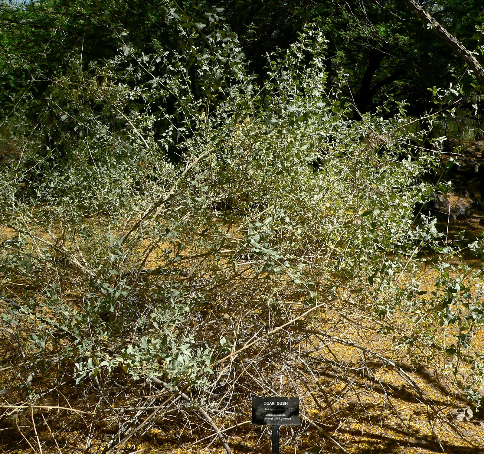 Quail Bush (Atriplex Lentiformis) — particularly quail.<br><br>The plant's leaves are a distinctive feature