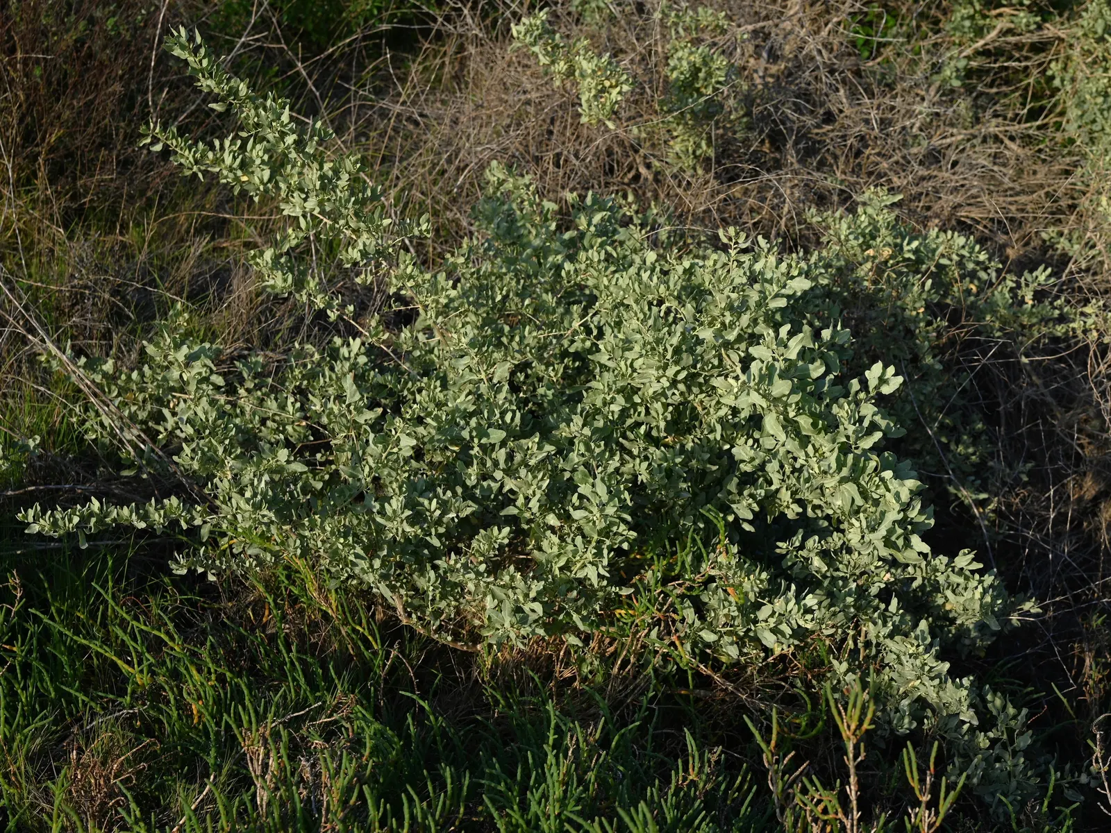 Quail Bush (Atriplex Lentiformis) — which can reach heights of 3 to 6 feet and spread out 6 to 9 feet wide