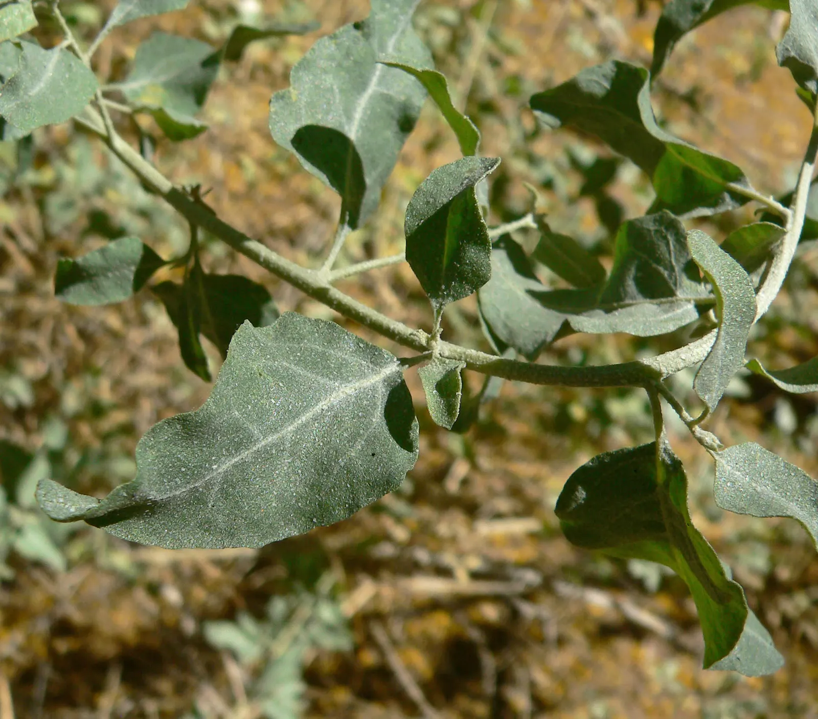 Quail Bush (Atriplex Lentiformis) — This drought-tolerant shrub requires minimal water post-establishment and full sun