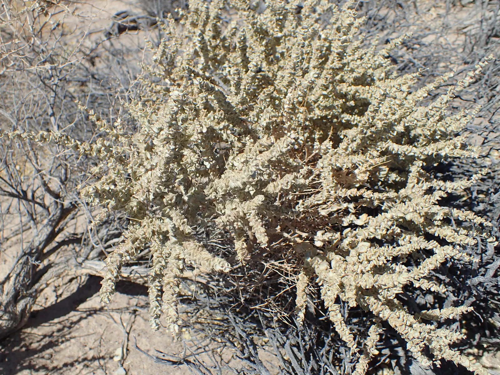 Quail Bush (Atriplex Lentiformis) — scientifically named Atriplex lentiformis