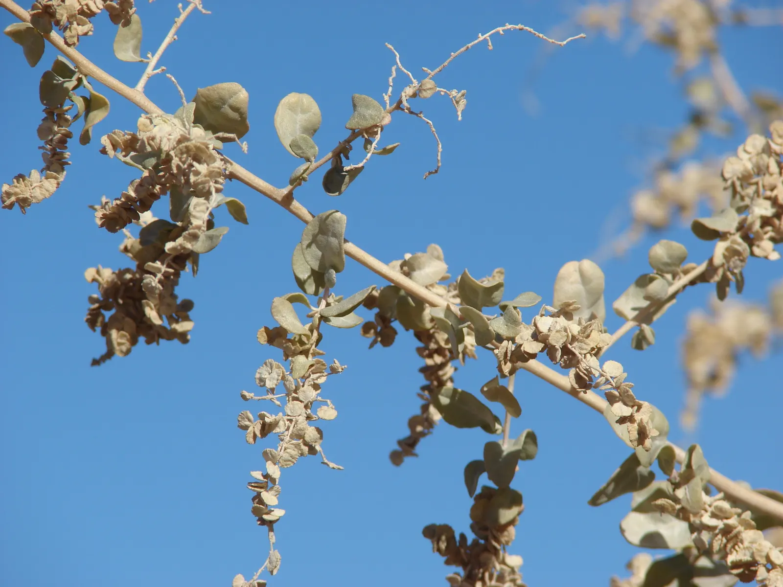 Quail Bush (Atriplex Lentiformis) — fitting well in xeriscapes or naturalized areas