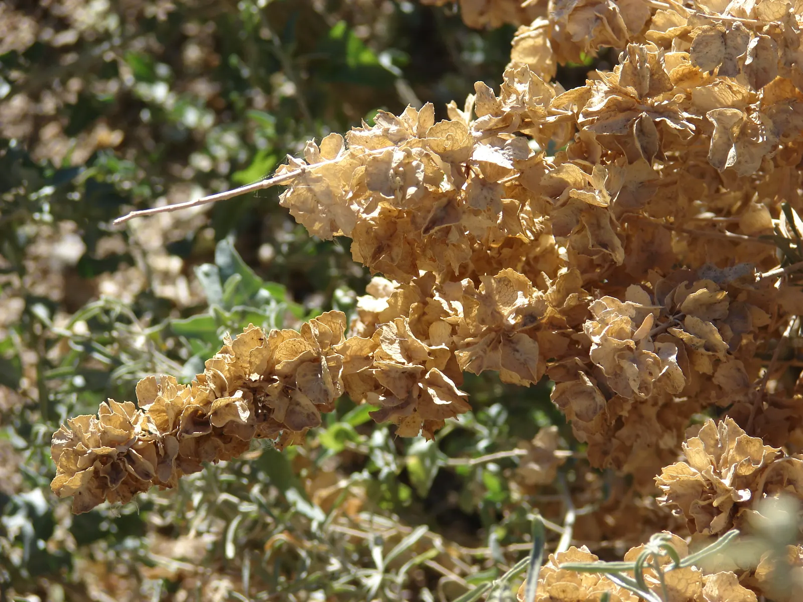 Quail Bush (Atriplex Lentiformis) — maturing at 6-12 ft in height and spreading to 6-12 ft; which provides excellent coverage and habitat for local wildlife
