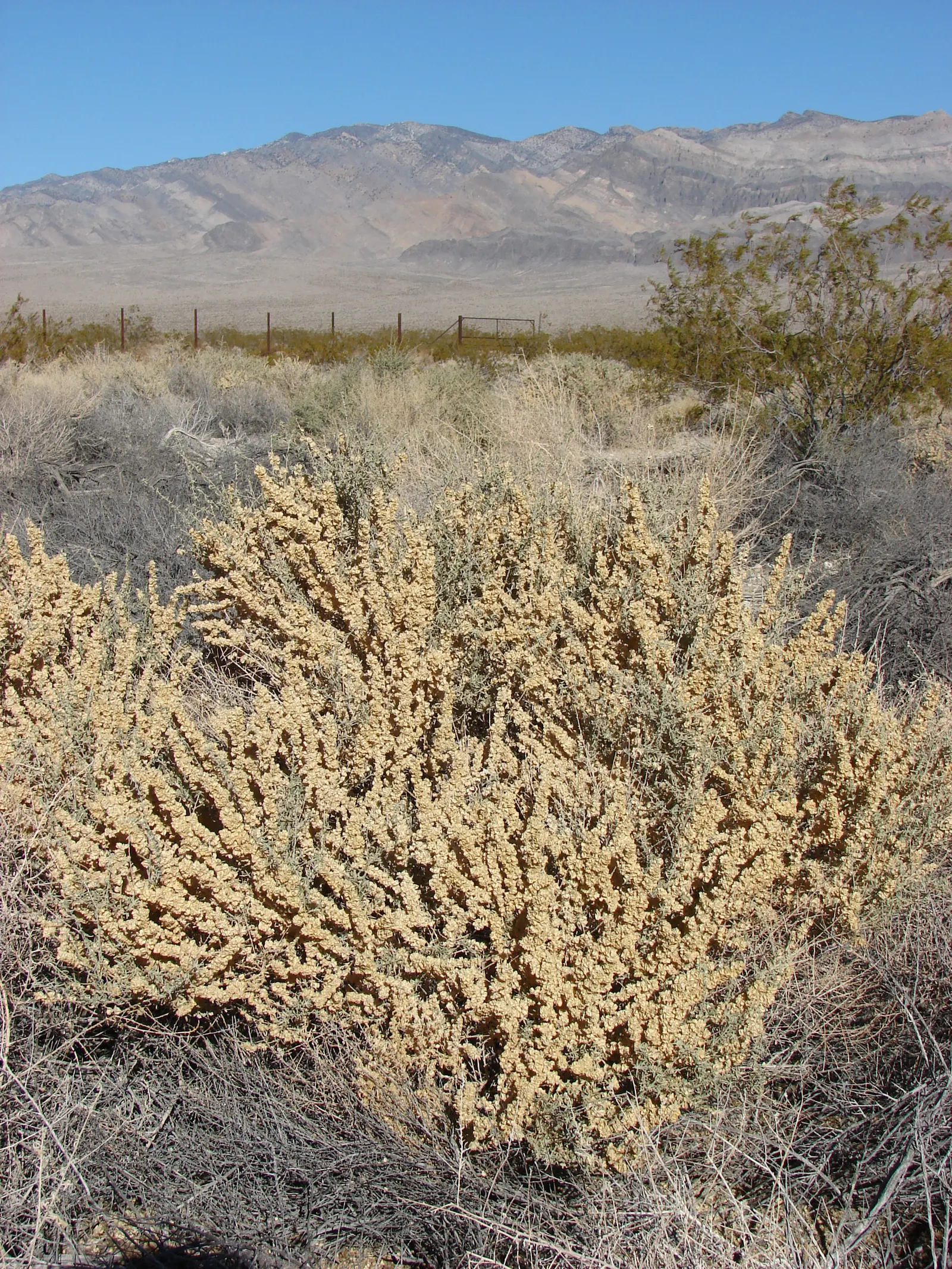 Quail Bush (Atriplex Lentiformis) — showcasing a greyish-green color with a slightly scaly texture