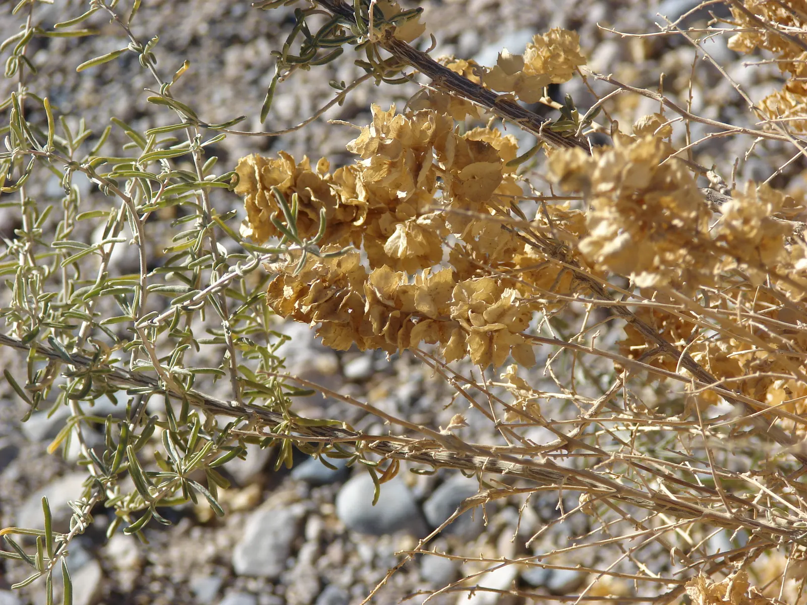 Quail Bush (Atriplex Lentiformis) — scientifically named Atriplex lentiformis; thus serving as an excellent choice for water-wise gardens.<br><br>Flowering