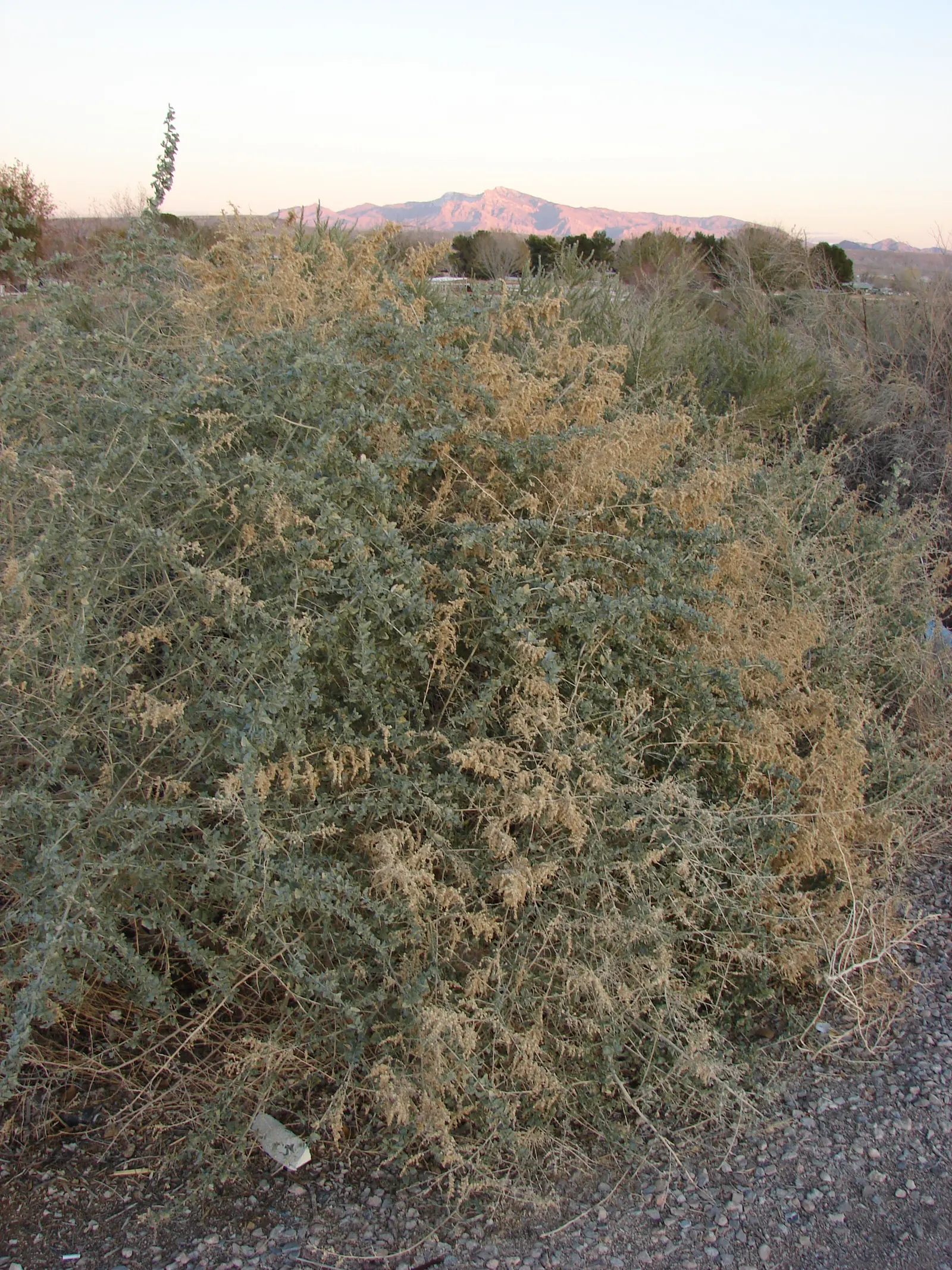 Quail Bush (Atriplex Lentiformis) — thrives in arid conditions; this drought-tolerant shrub requires minimal water post-establishment and full sun
