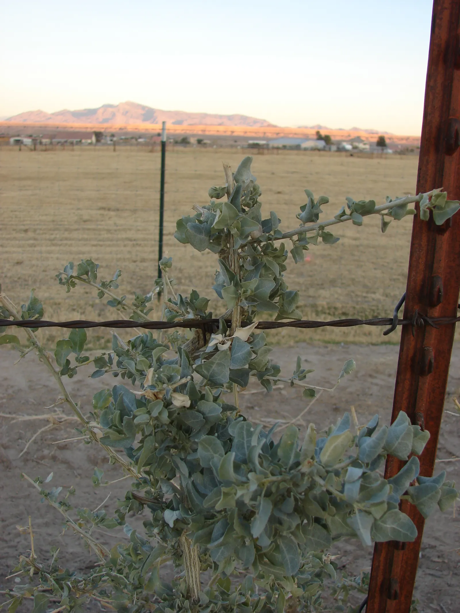 Quail Bush (Atriplex Lentiformis) — offering erosion control and a subdued color palette to the landscape design