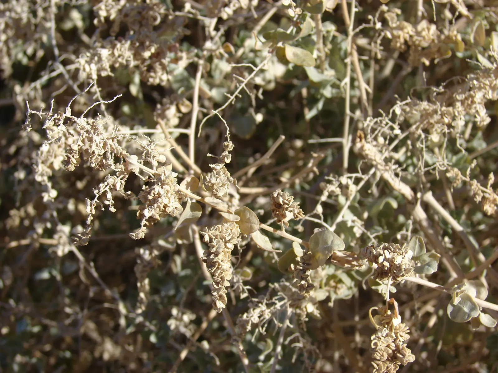 Quail Bush (Atriplex Lentiformis) — This drought-tolerant shrub requires minimal water post-establishment and full sun; it thrives in full sun to partial shade