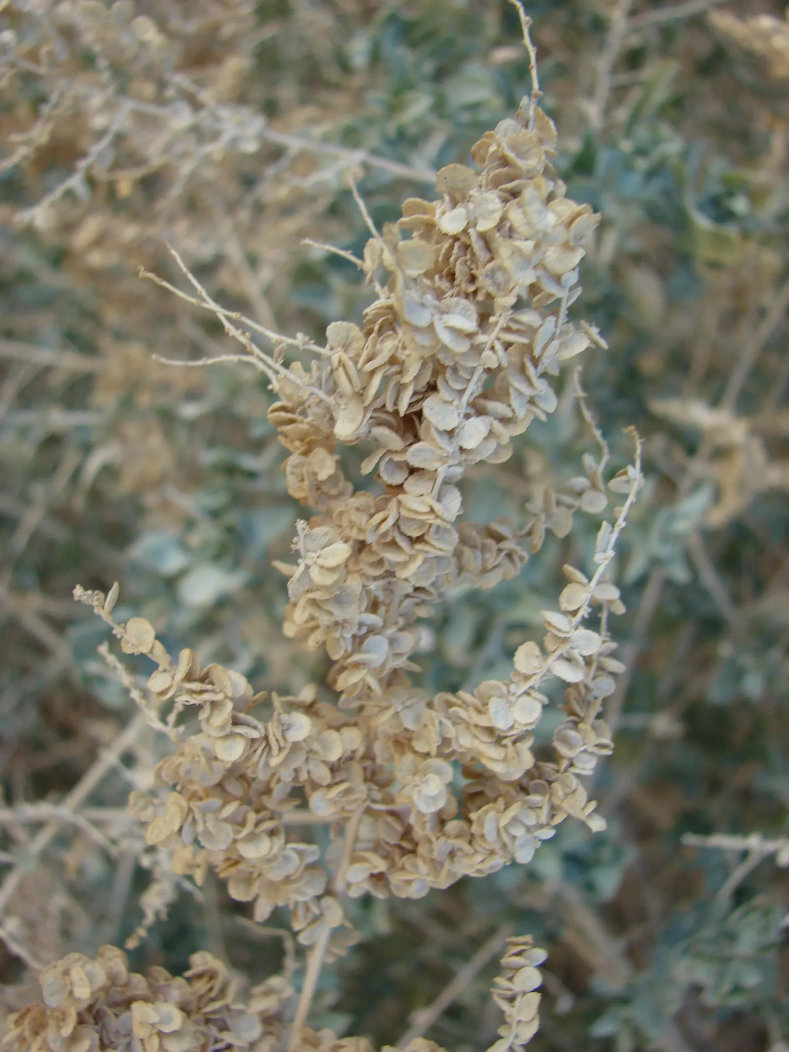 Quail Bush (Atriplex Lentiformis) — making Atriplex lentiformis an ideal candidate for gardens near the ocean or in areas with saline soils