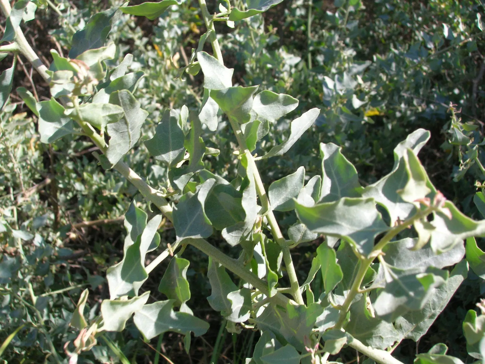 Quail Bush (Atriplex Lentiformis) — is a resilient and adaptable shrub well-suited for arid and coastal landscapes