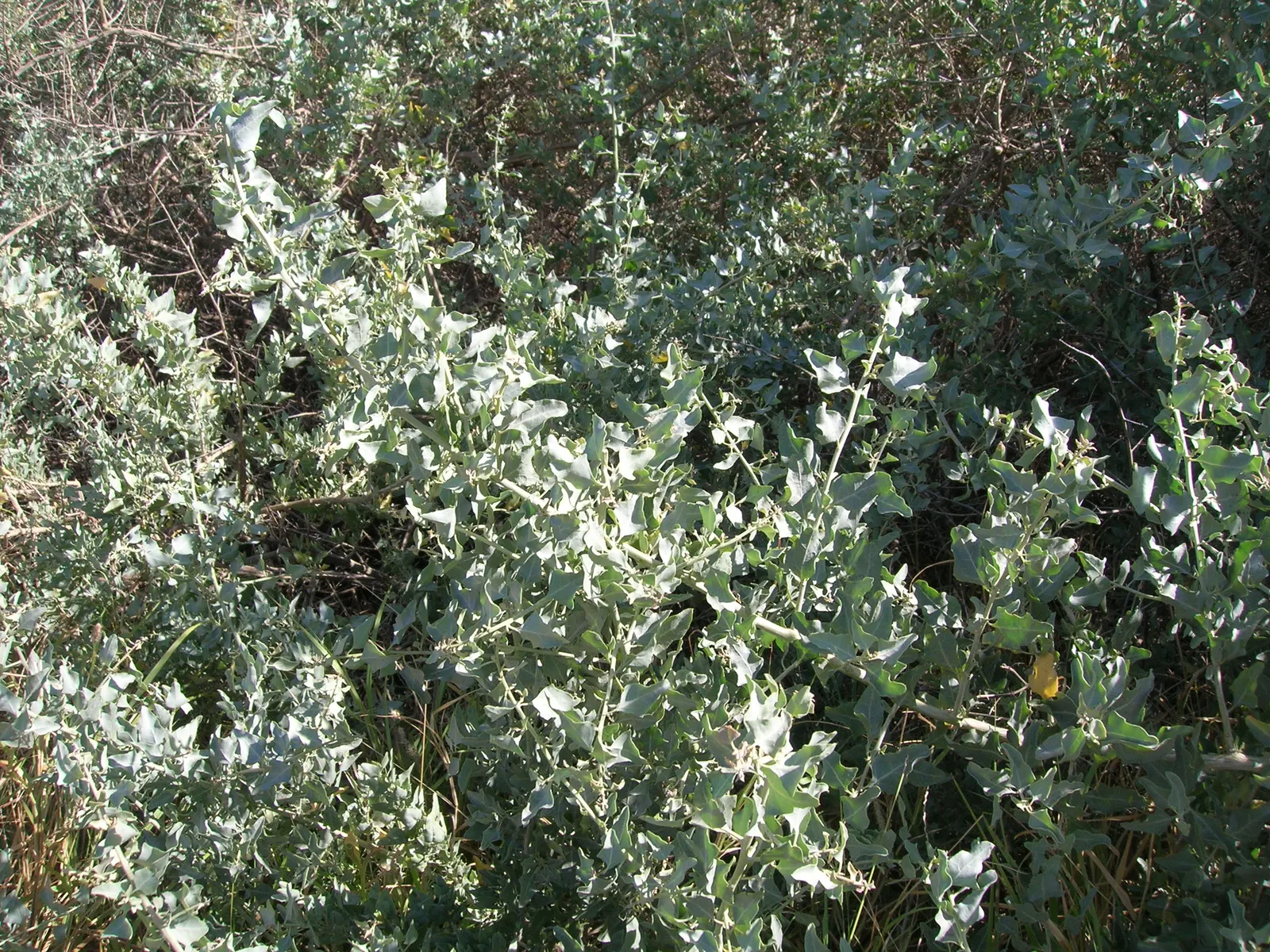 Quail Bush (Atriplex Lentiformis) — This foliage is highly salt-tolerant