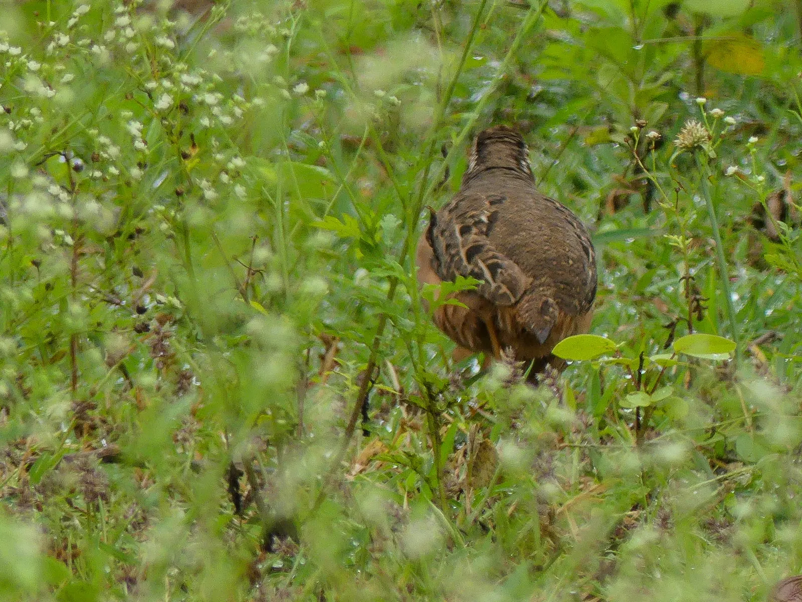 Quail Bush (Atriplex Lentiformis) — or as part of a habitat garden