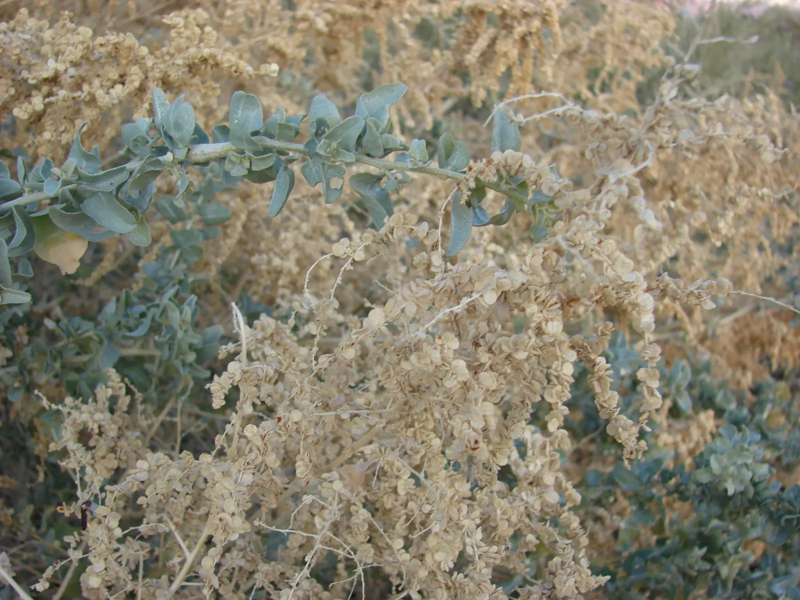 Quail Bush (Atriplex Lentiformis) — The Quail Bush is drought-tolerant once established