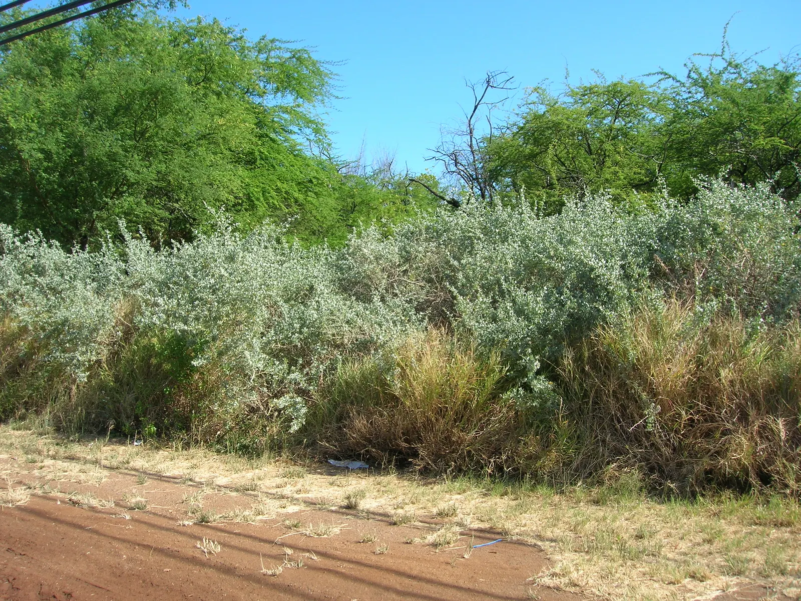 Quail Bush (Atriplex Lentiformis) — with only the female plants bearing its fruits
