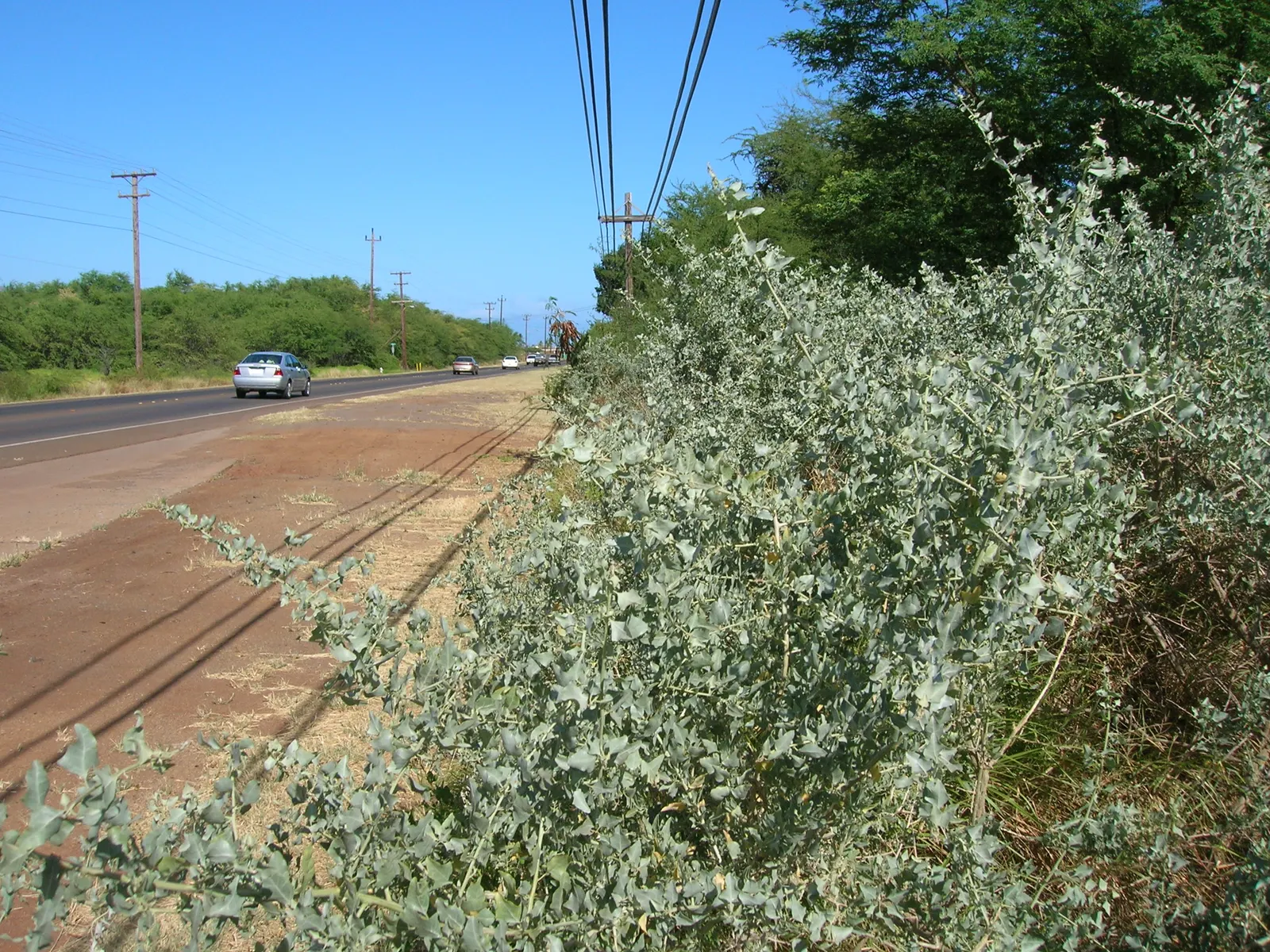Quail Bush (Atriplex Lentiformis) — offering erosion control and a subdued color palette to the landscape design; which provides excellent coverage and habitat