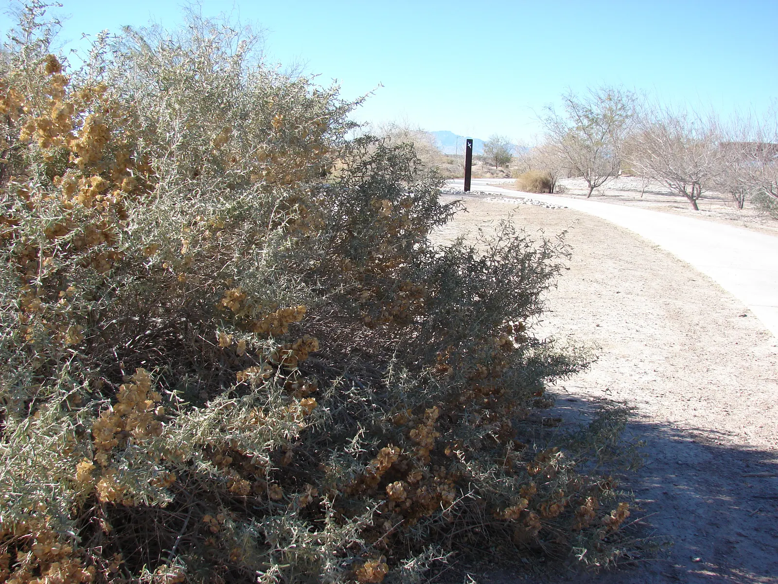 Quail Bush (Atriplex Lentiformis) — making it a valuable and sustainable addition to your repertoire of garden plants